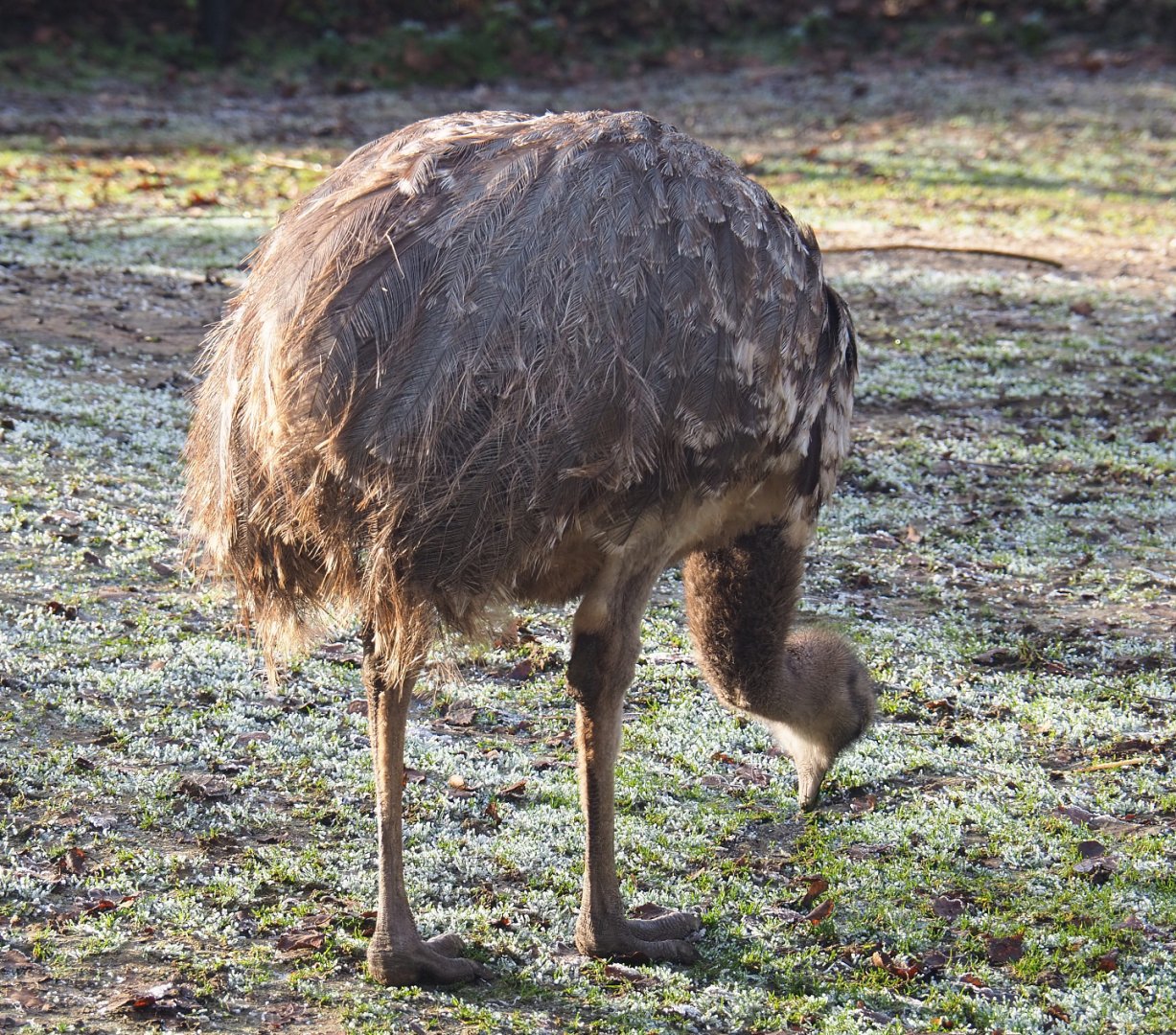 Darwin's rhea (Rhea pennata), 2021-12-22