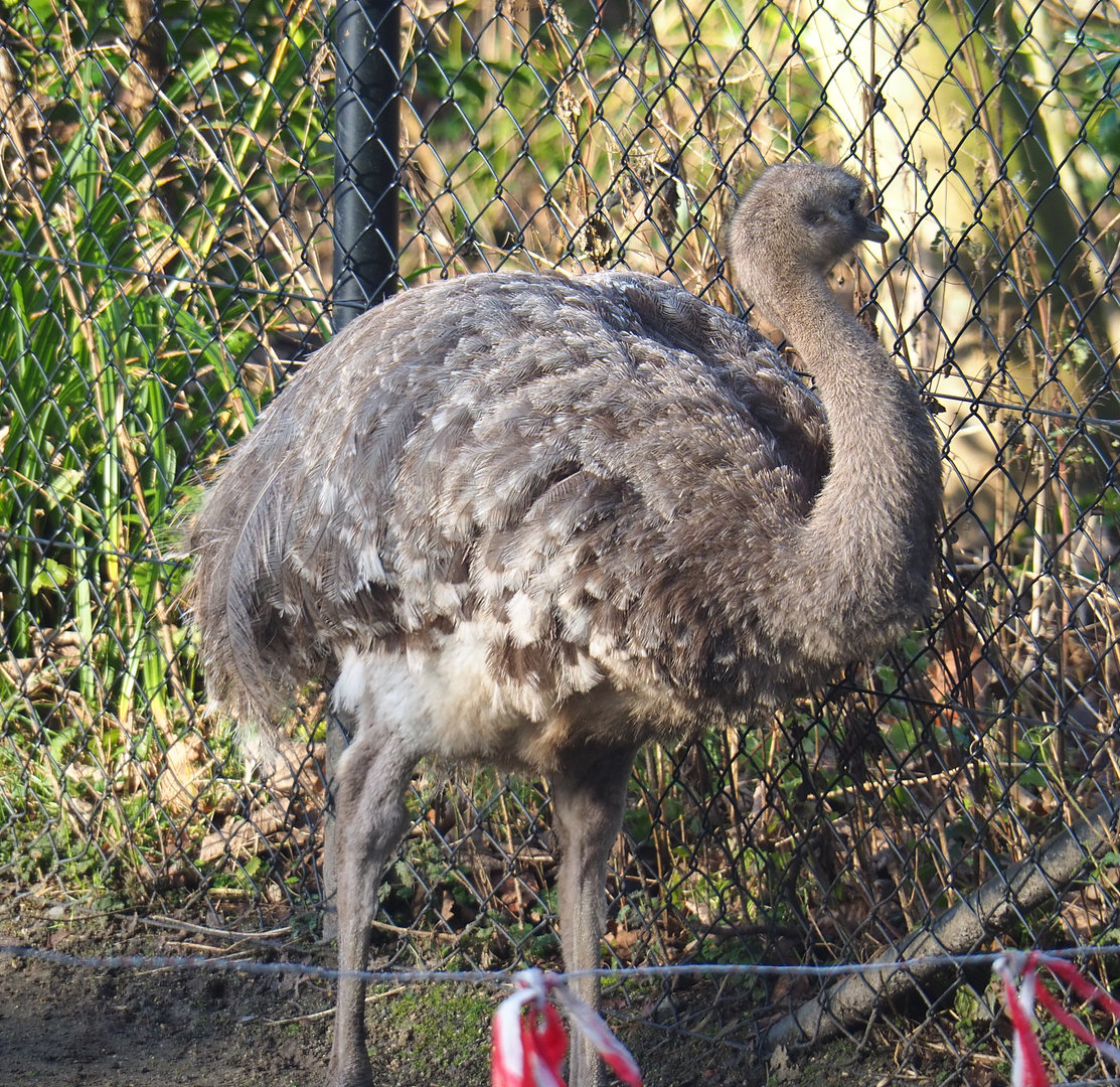 Darwin's rhea (Rhea pennata), 2022-01-30