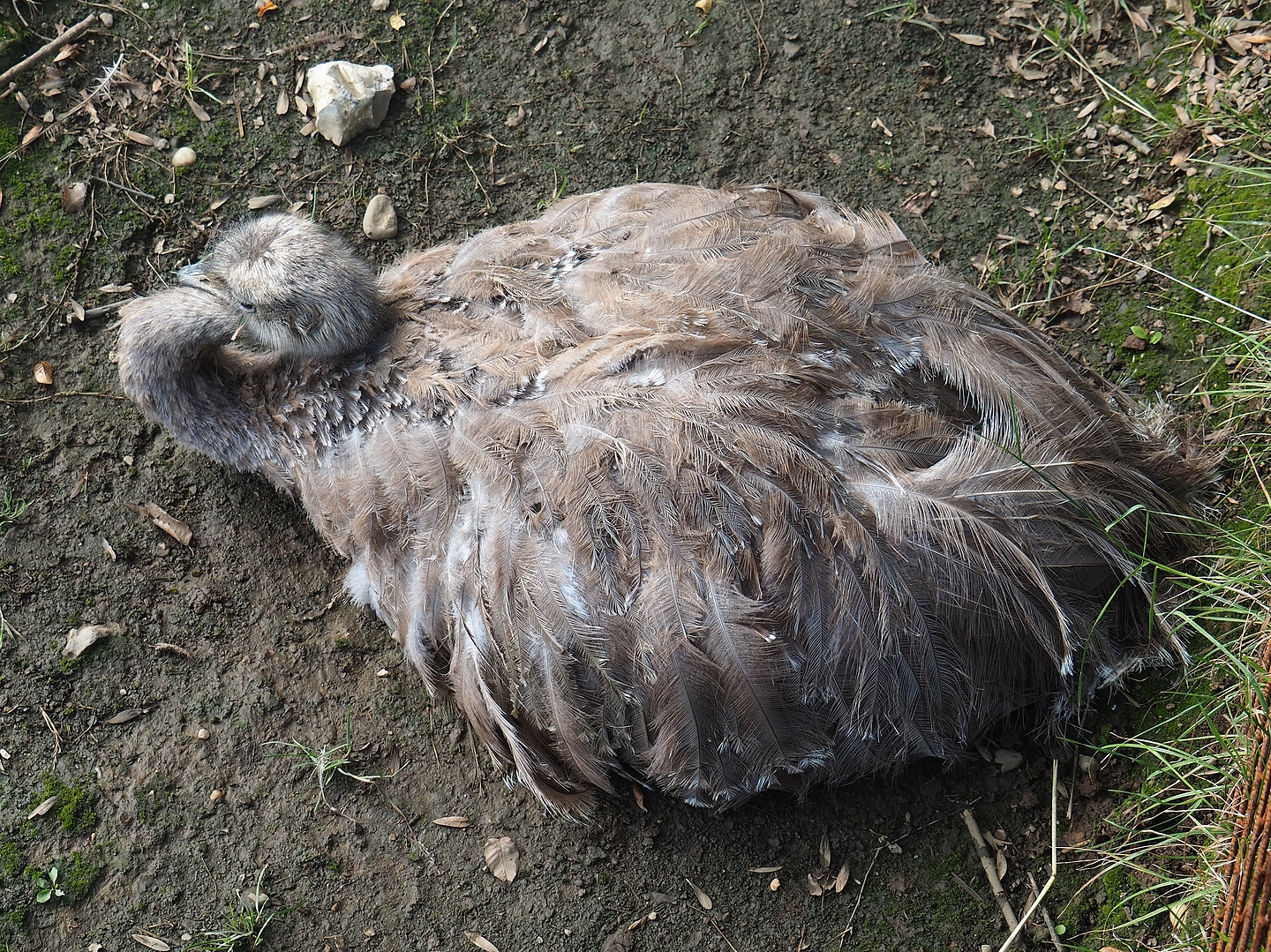 Darwin's rhea (Rhea pennata), 2022-08-20