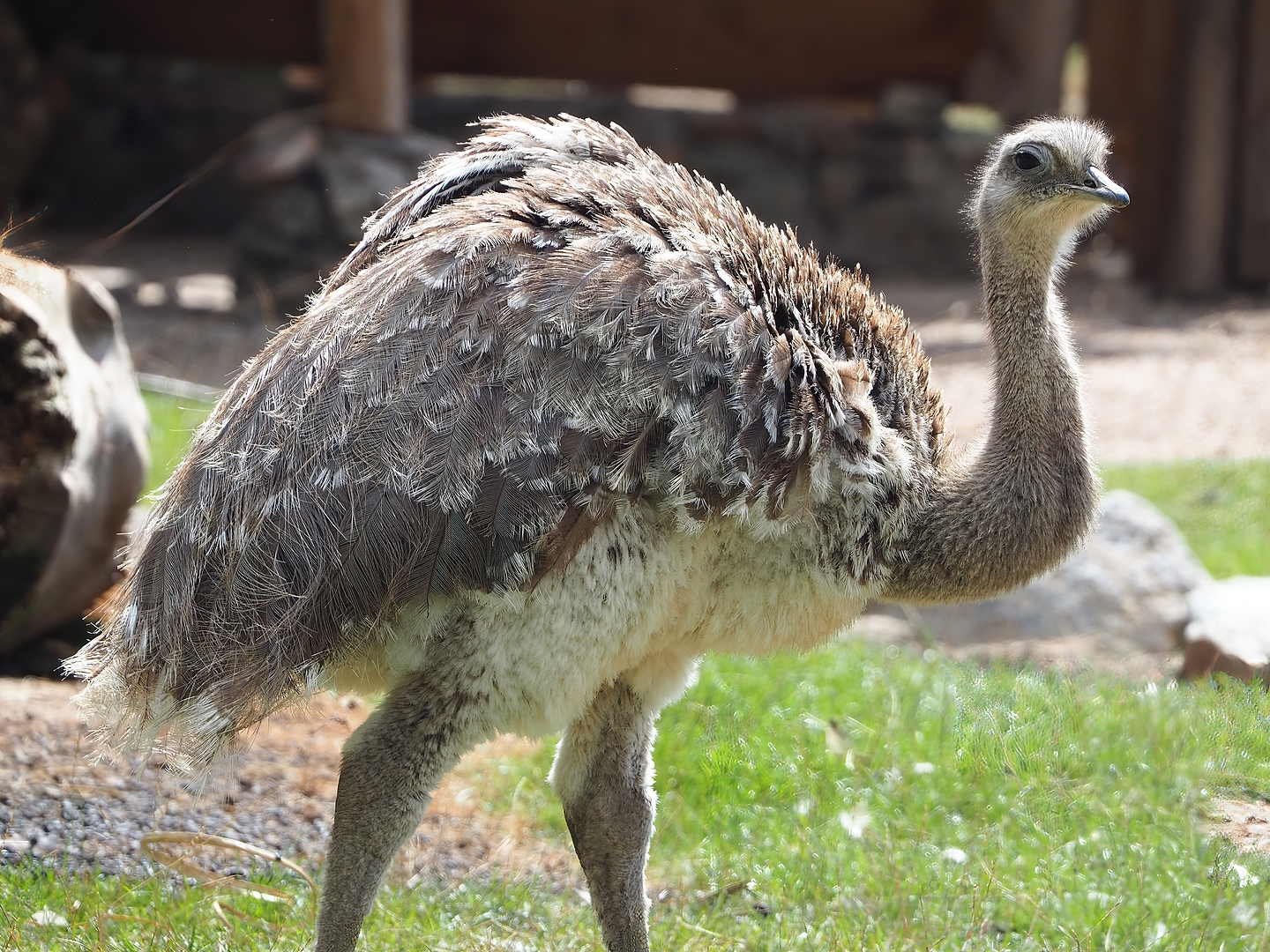 Darwin's rhea (Rhea pennata), 2022-08-28