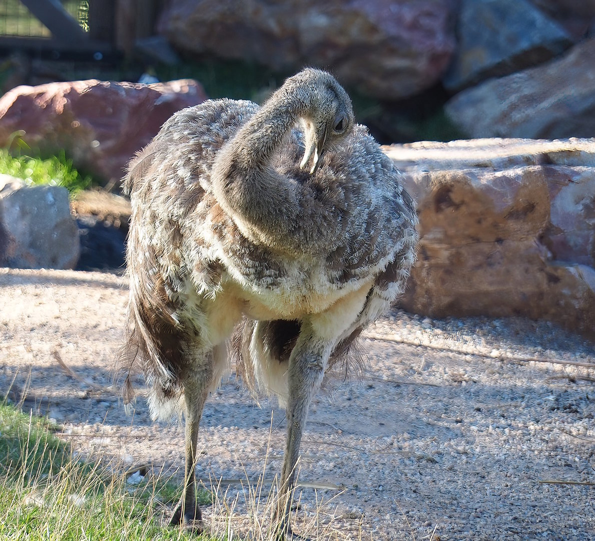 Darwin's rhea (Rhea pennata), 2022-08-28
