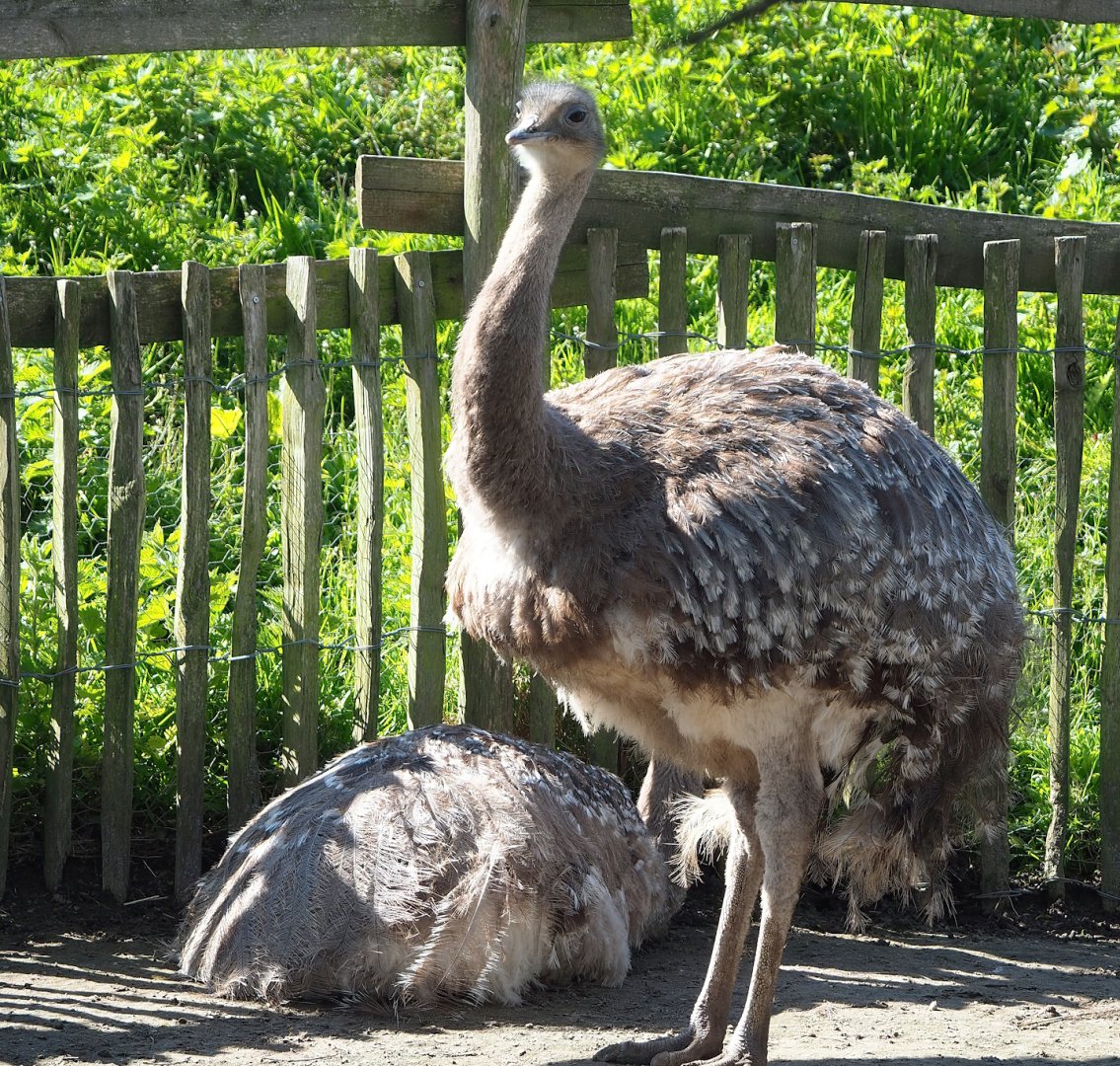 Darwin's rhea (Rhea pennata), 2023-04-30