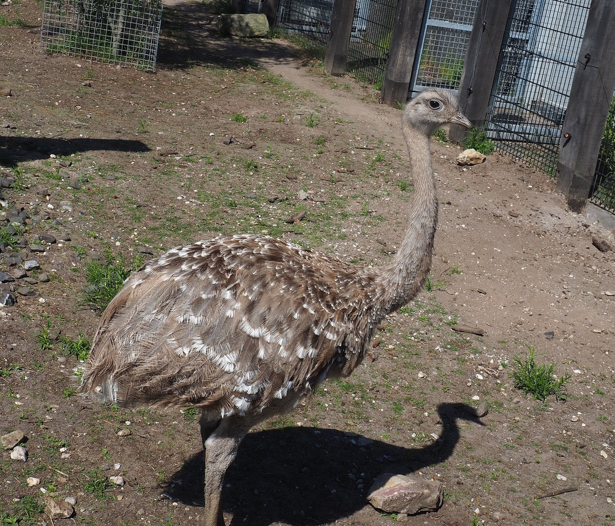 Darwin's rhea (Rhea pennata), 2023-05-31