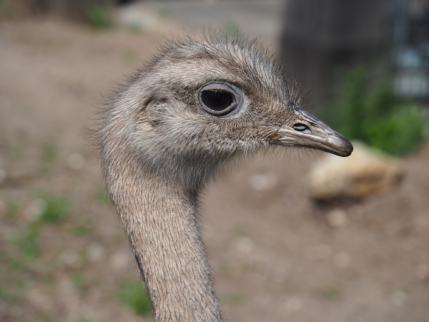 Darwin's rhea (Rhea pennata), 2023-05-31