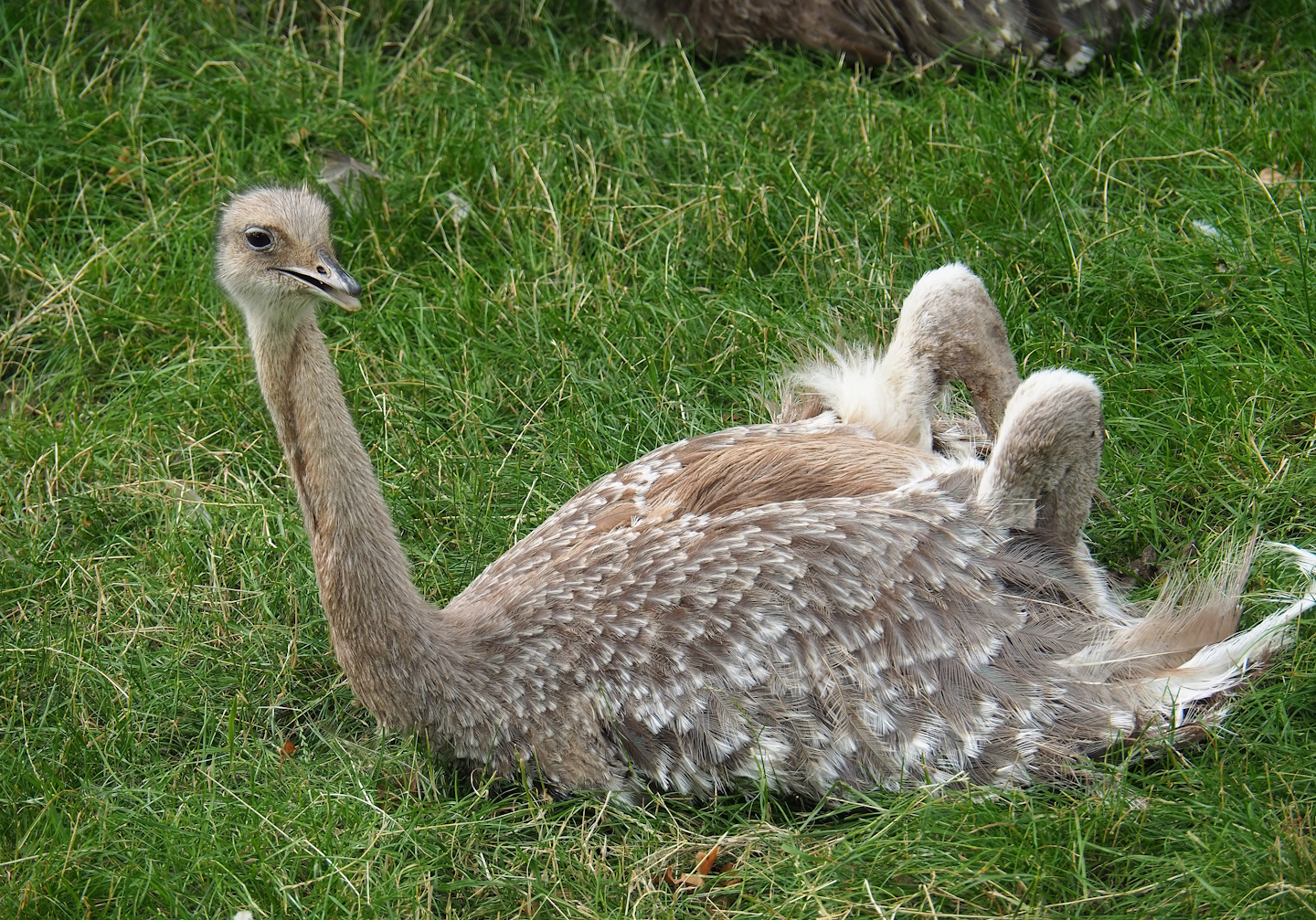 Darwin's rhea (Rhea pennata), 2023-07-18