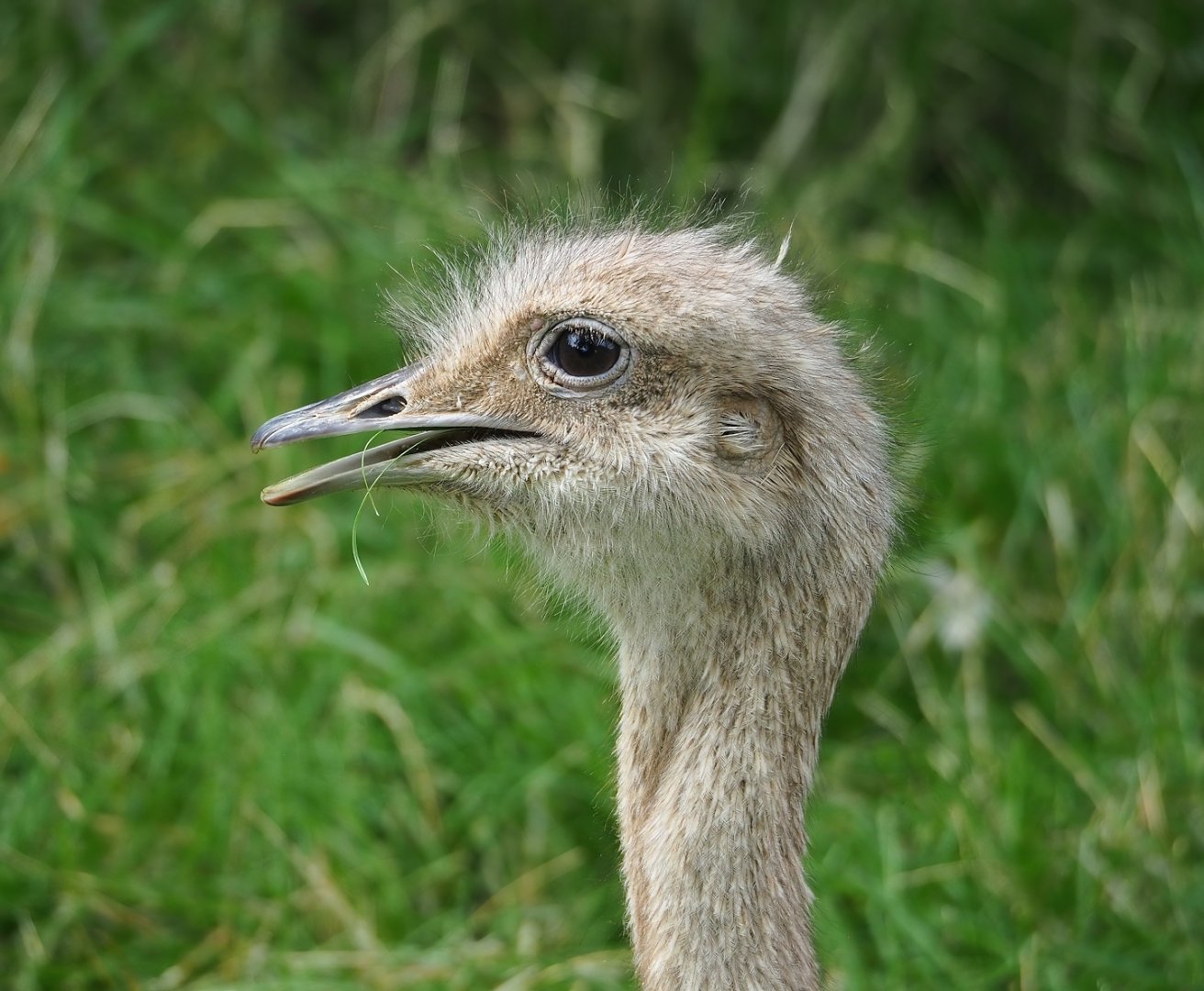 Darwin's rhea (Rhea pennata), 2023-07-18