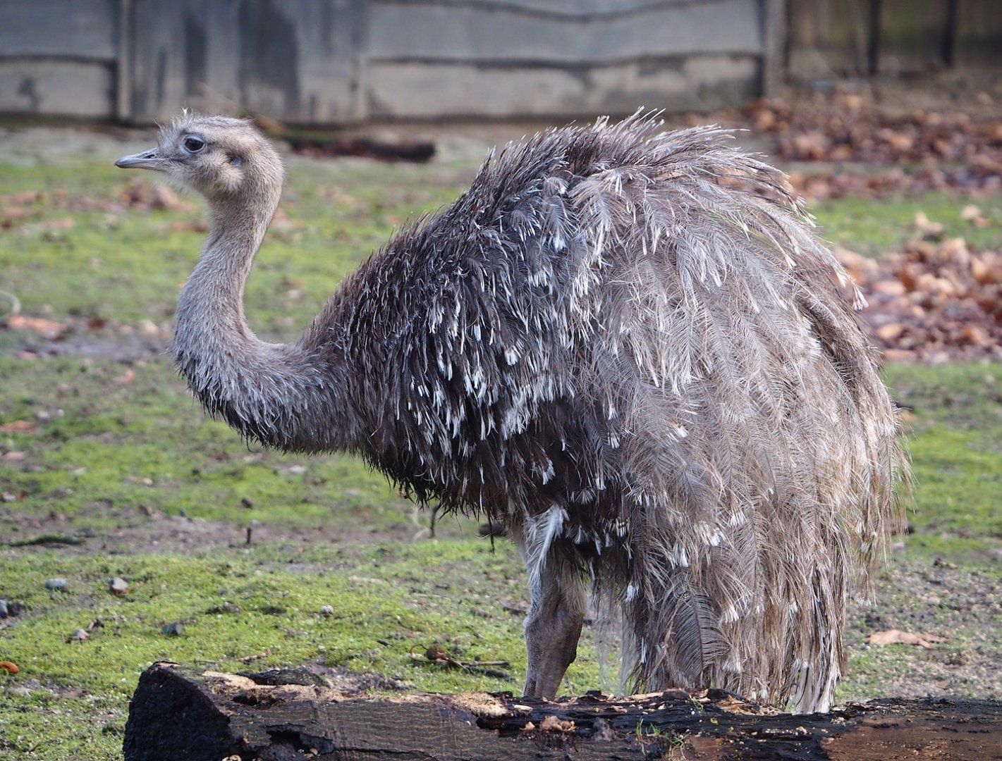 Darwin's rhea (Rhea pennata), 2024-01-01