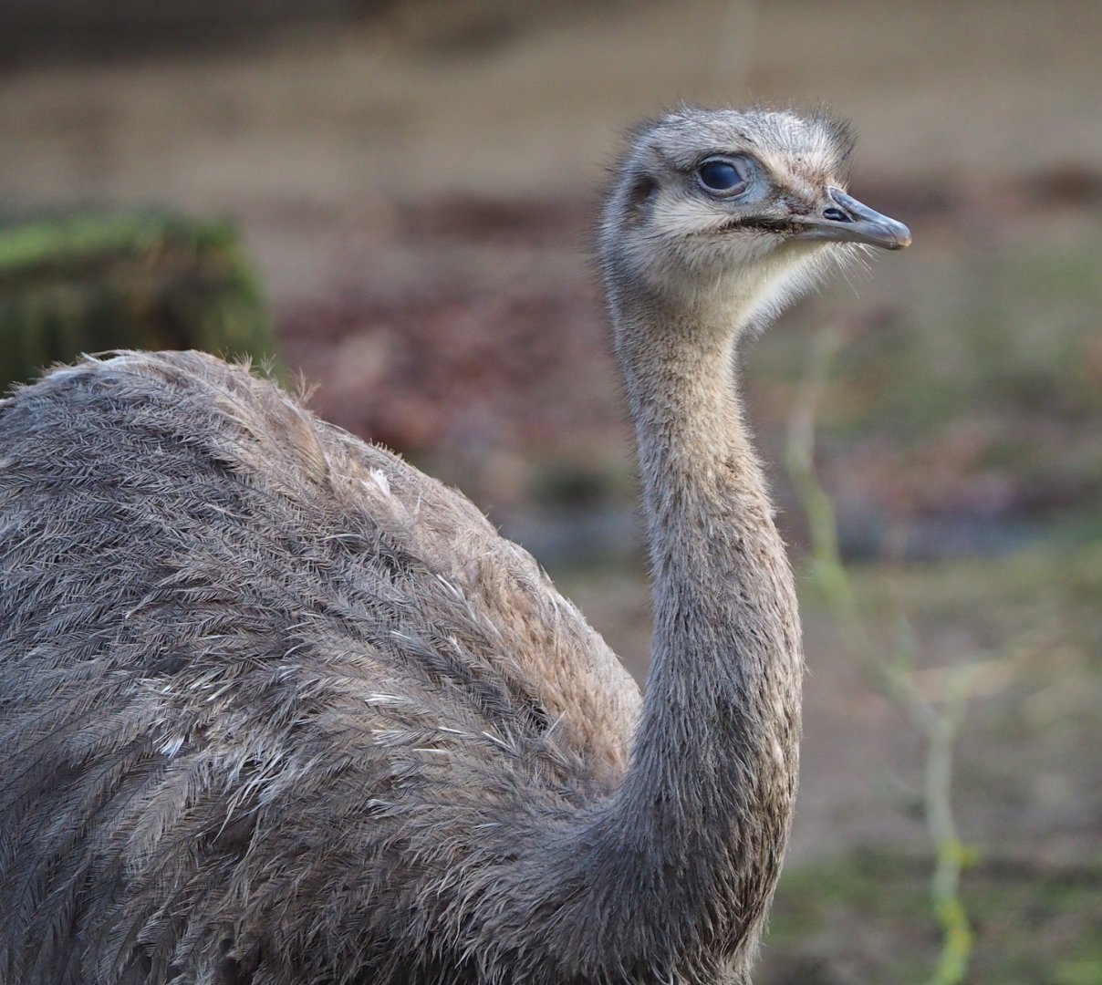 Darwin's rhea (Rhea pennata), 2024-01-01