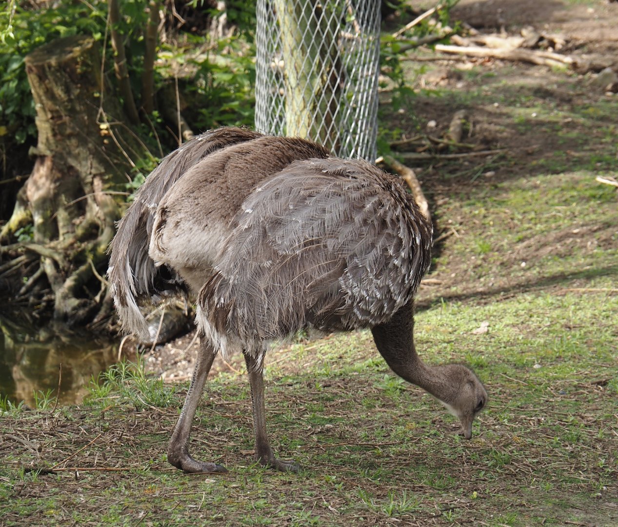 Darwin's rhea (Rhea pennata), 2024-04-14