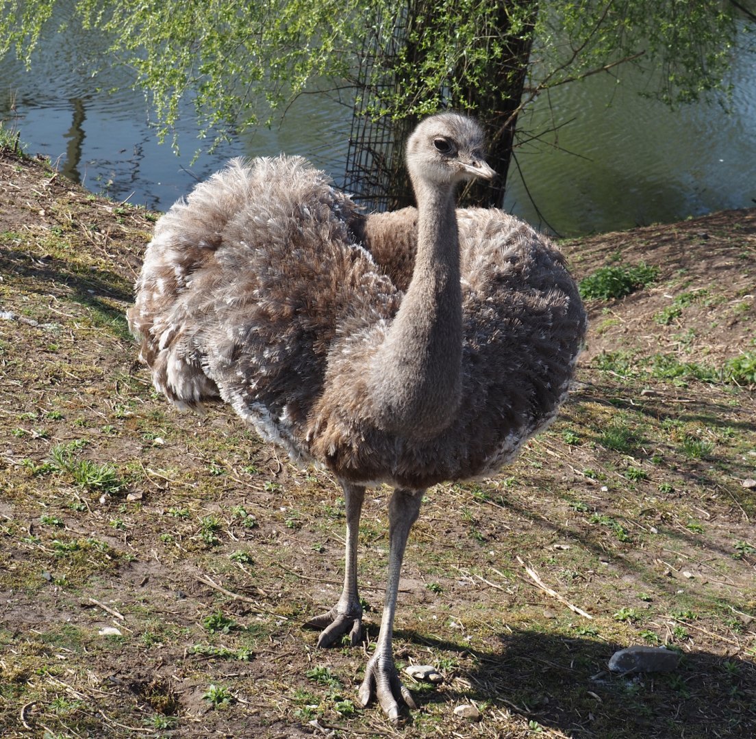 Darwin's rhea (Rhea pennata), 2025-04-12