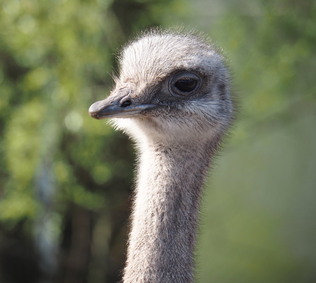 Darwin's rhea (Rhea pennata), 2025-04-12