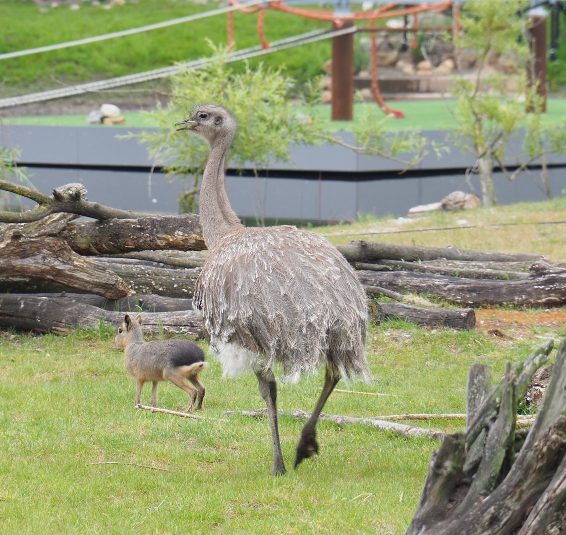 Darwin's rhea (Rhea pennata) and Patagonian mara (Dolichotis patagonum), 2022-05-17