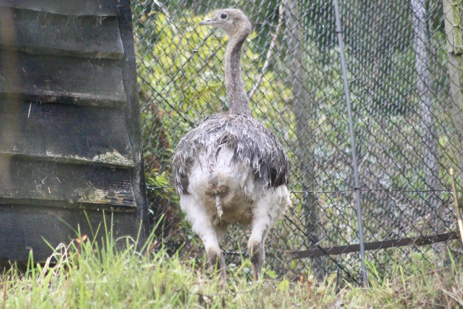 Darwin's rhea (Rhea pennata) at Belfast Zoo (25/08/2023)