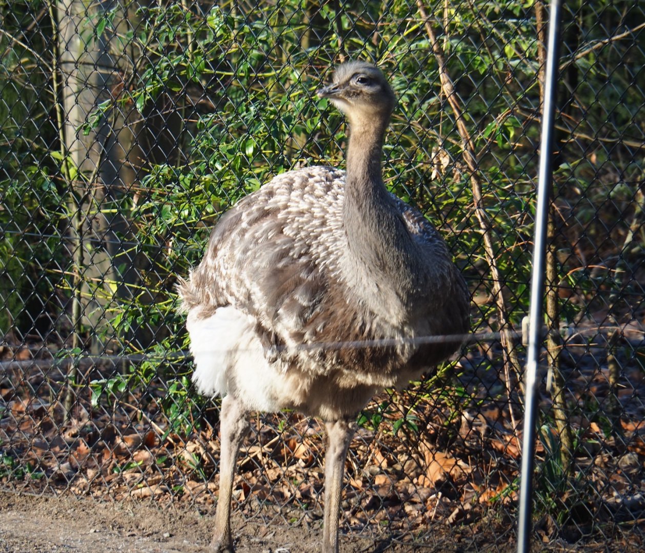 Darwin's rhea (Rhea pennata), Jan 20th, 2019