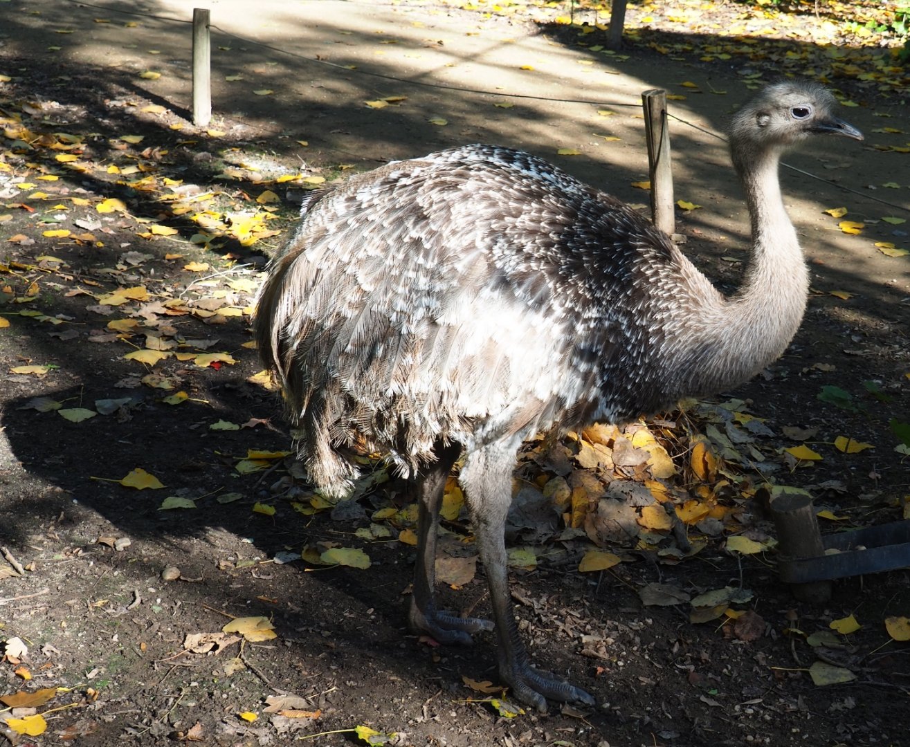 Darwin's rhea (Rhea pennata), Oct 13th, 2018