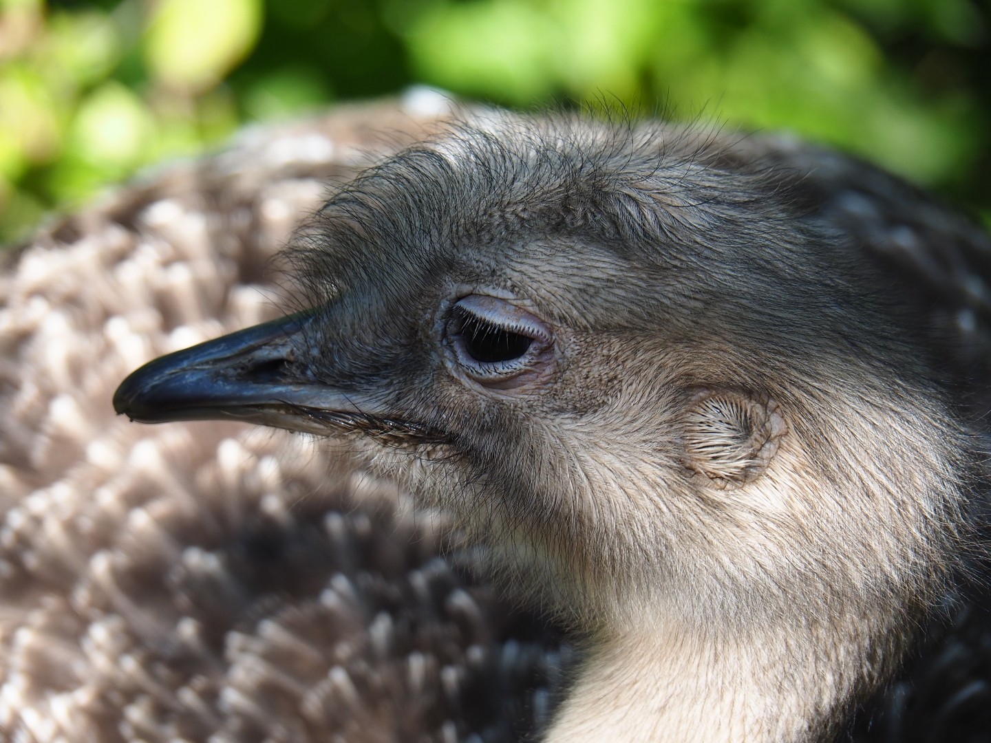 Darwin's rhea (Rhea pennata), Oct 13th, 2018
