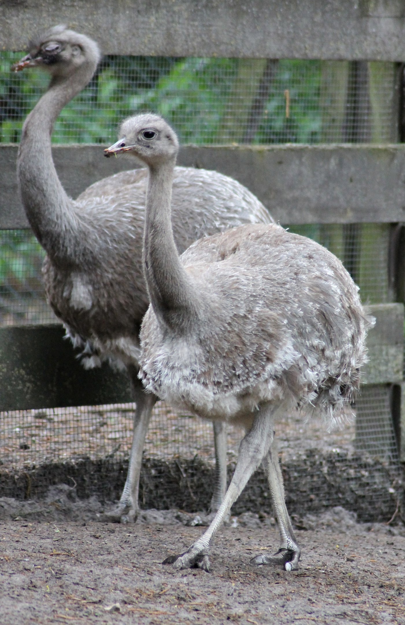 Darwin's rhea (Rhea pennata)