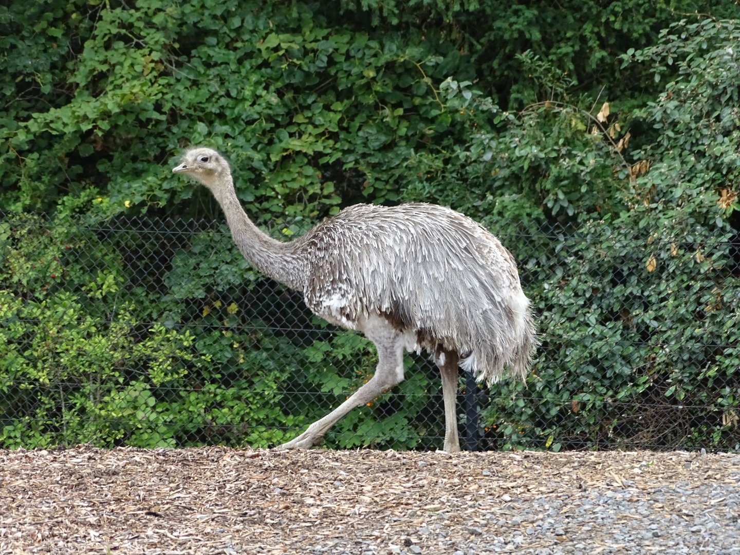 Darwin's rhea (Rhea pennata)