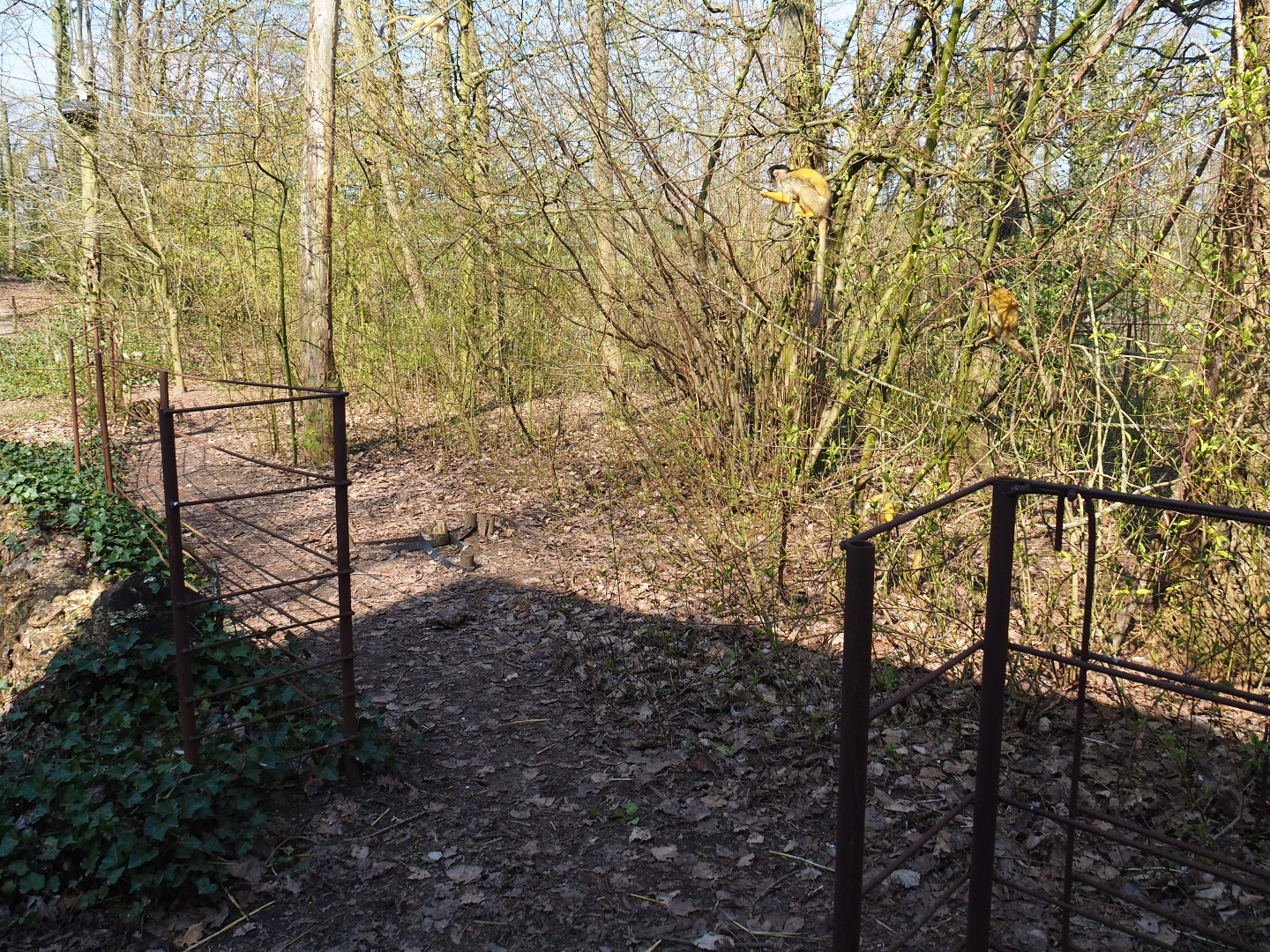 Darwin's rhea separation pen within the squirrel monkey forest, 2019-03-30