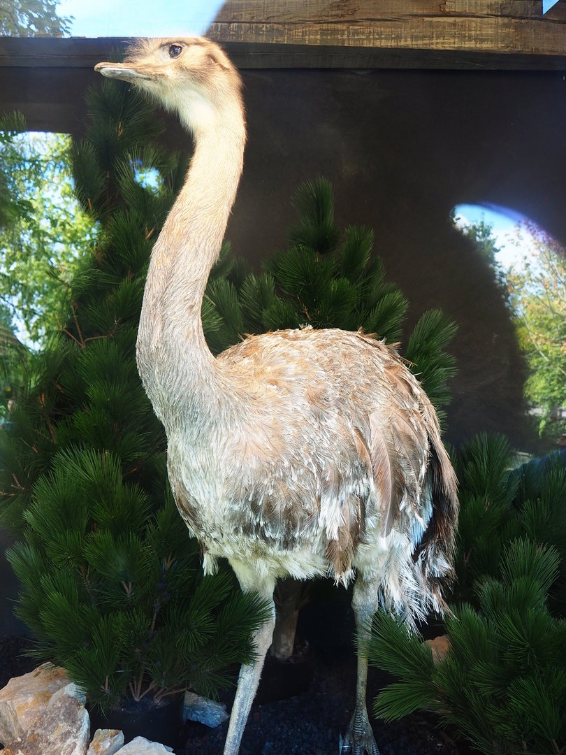 Darwin's rhea taxidermy specimen, 2022-08-20