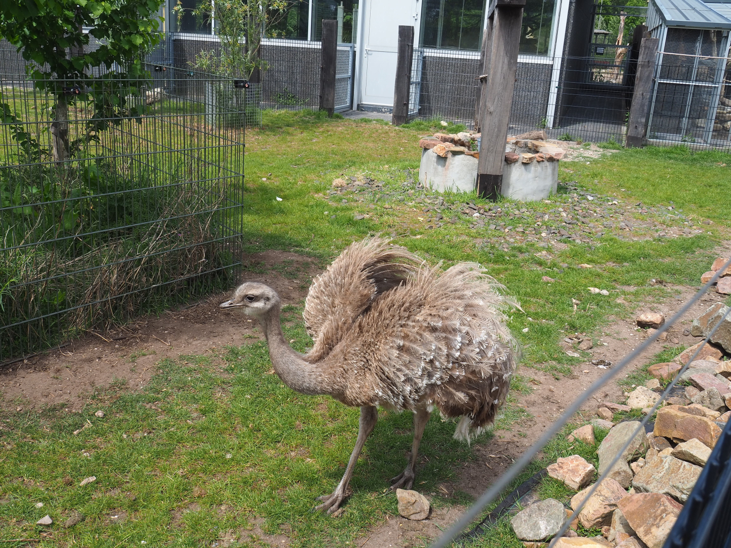 Darwin's rhea, water well theming and part of South American house, 2022-05-17