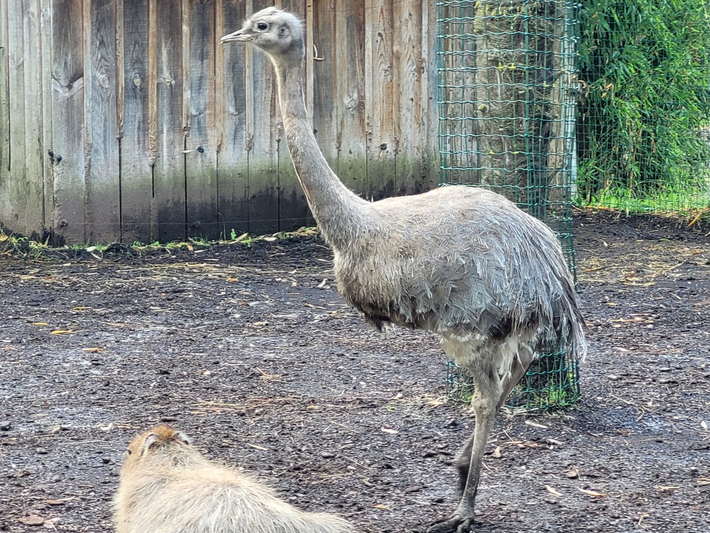 Darwin's rhea -Zoo du bassin d'Arcachon (2024)