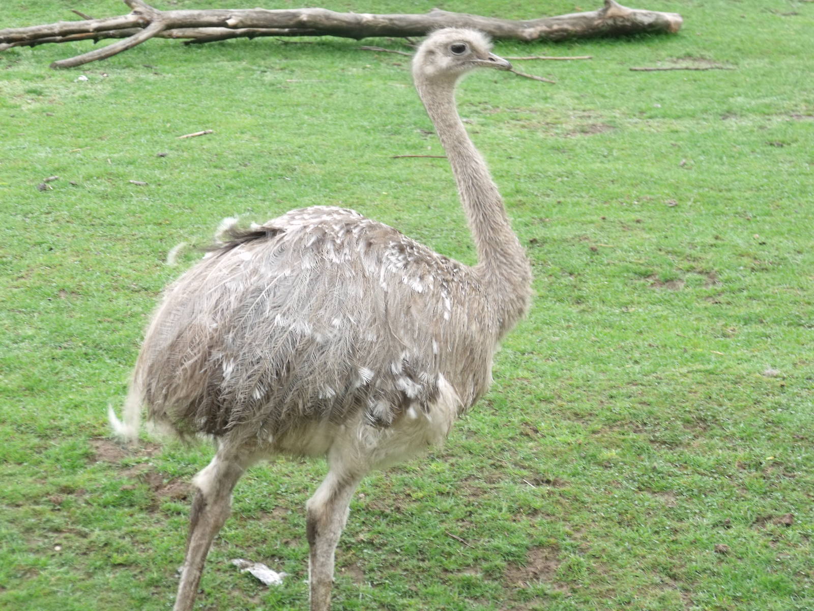 Darwin's Rhea