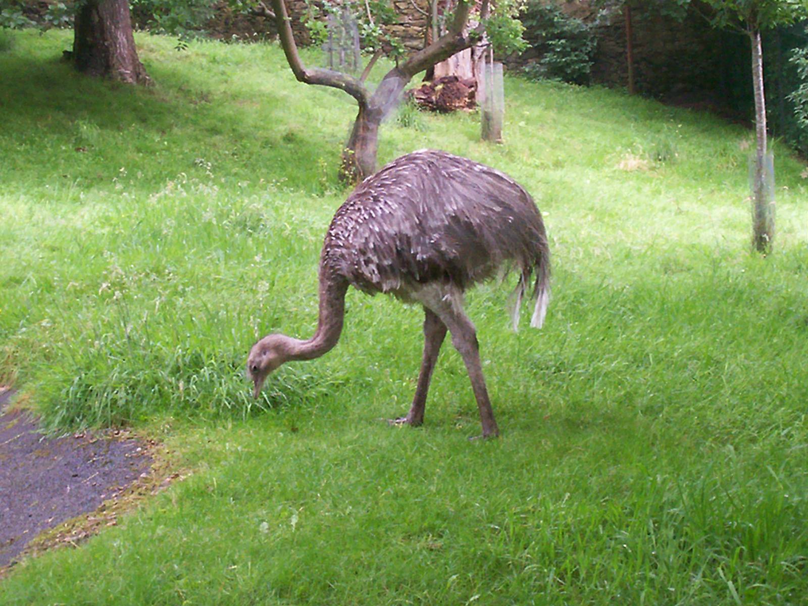 Darwin's rhea