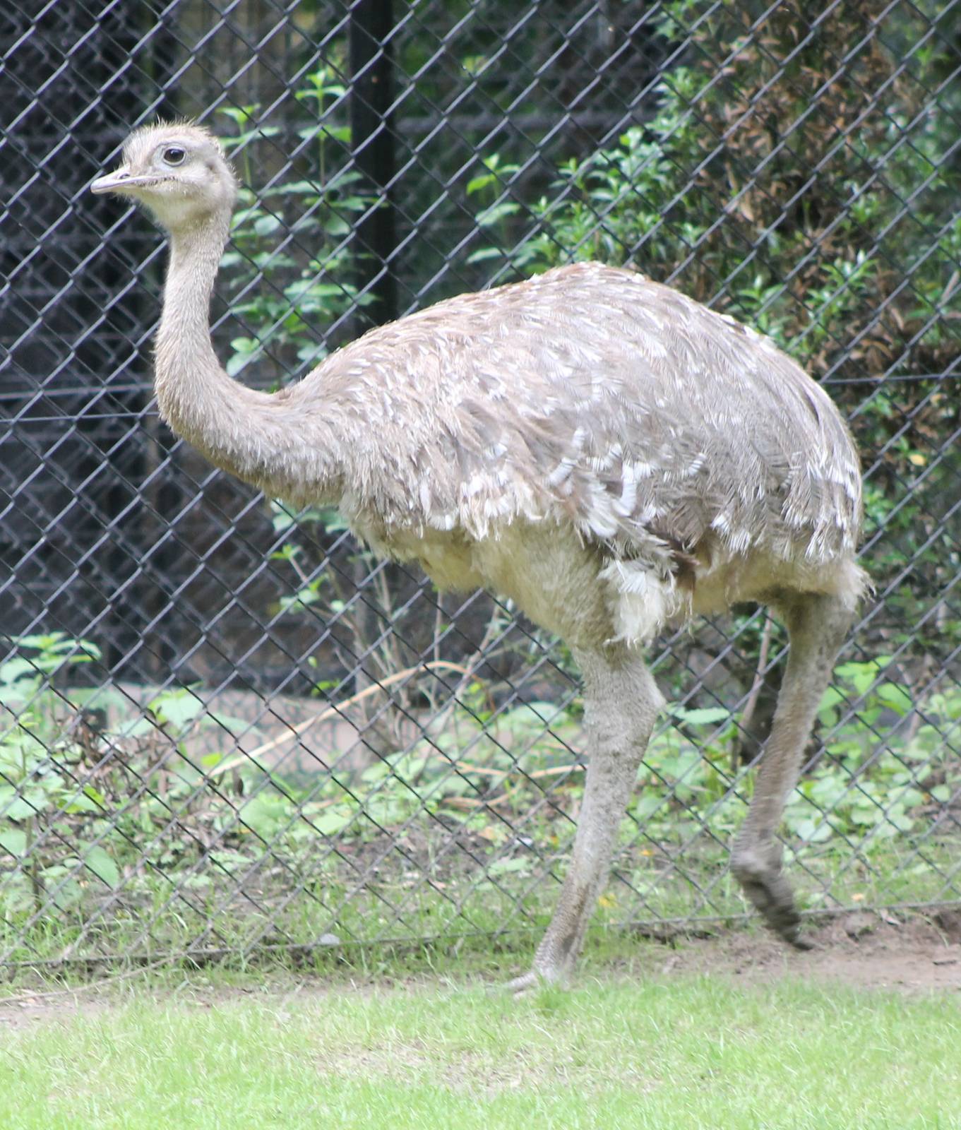 Darwin's rhea