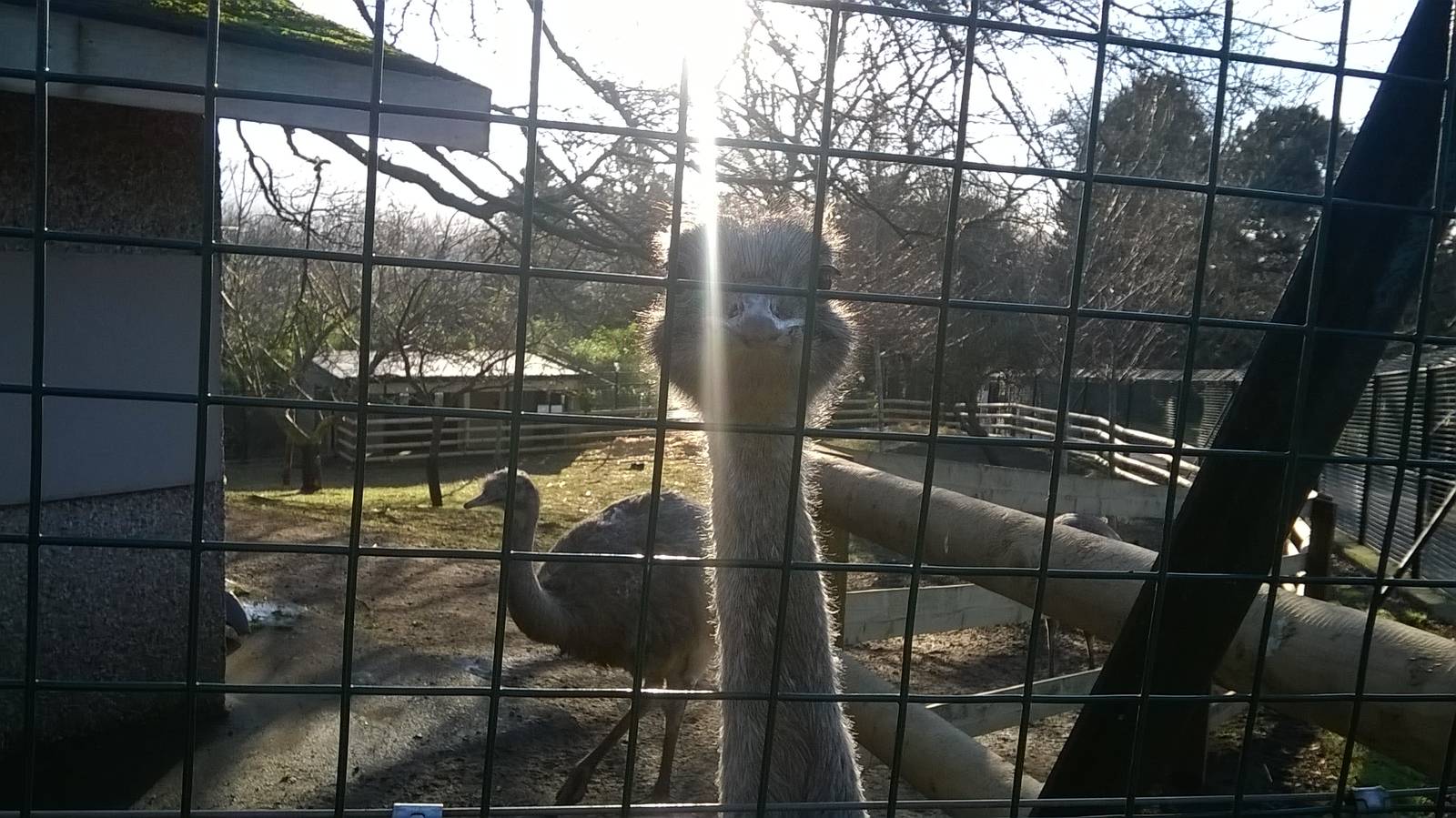 Darwin's rhea