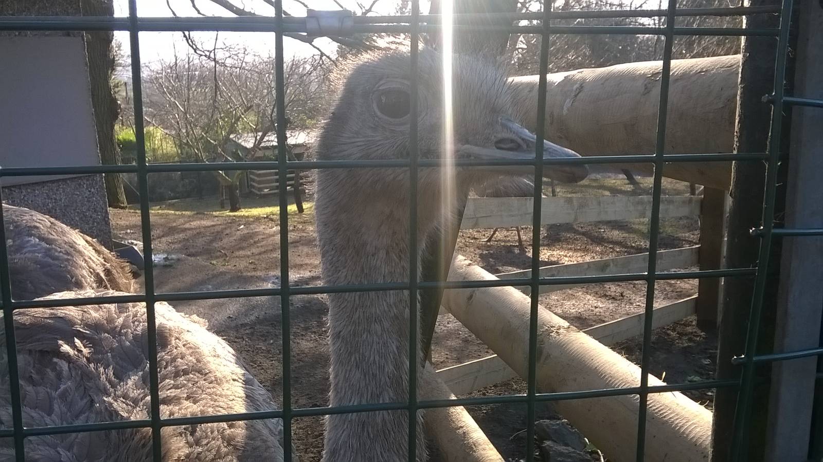 Darwin's rhea
