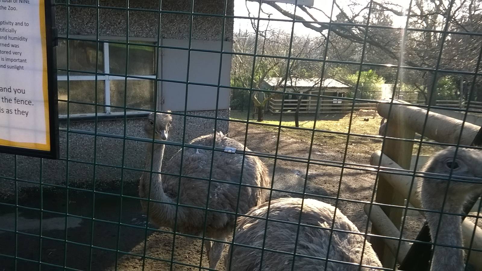 Darwin's rhea