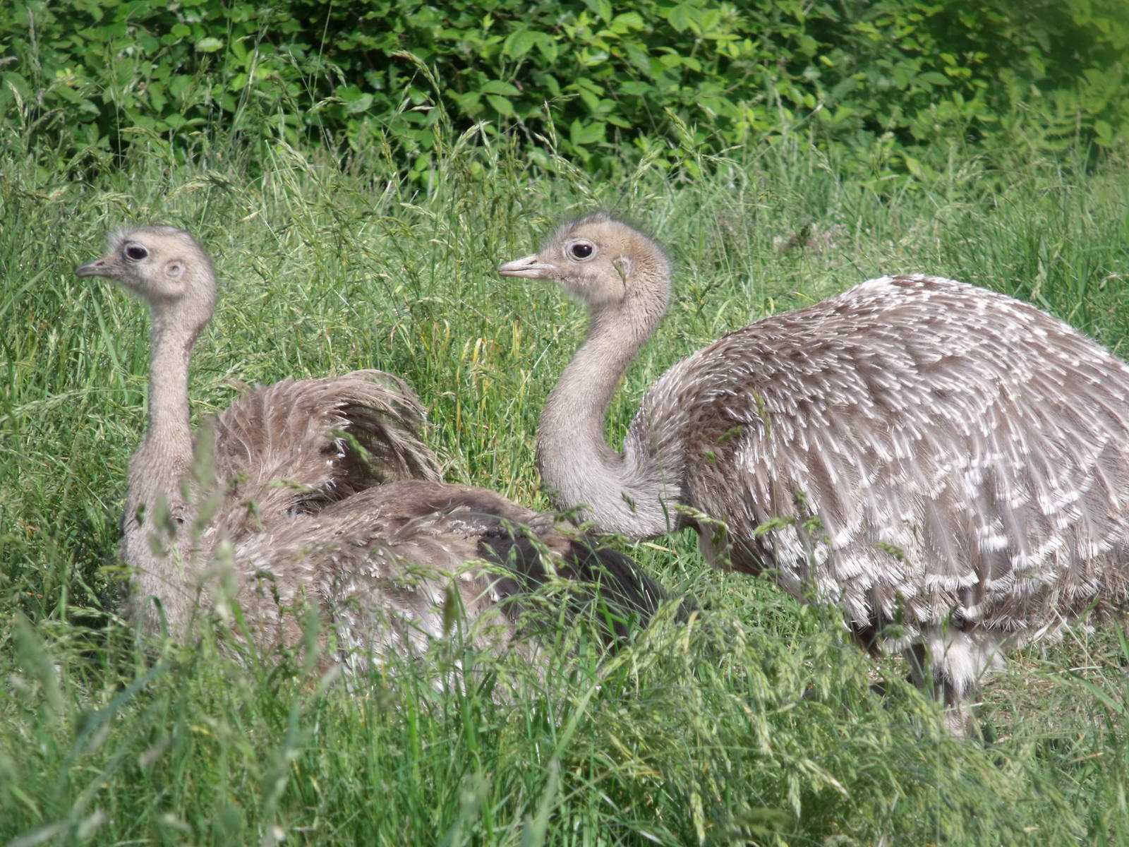 Darwin's Rhea