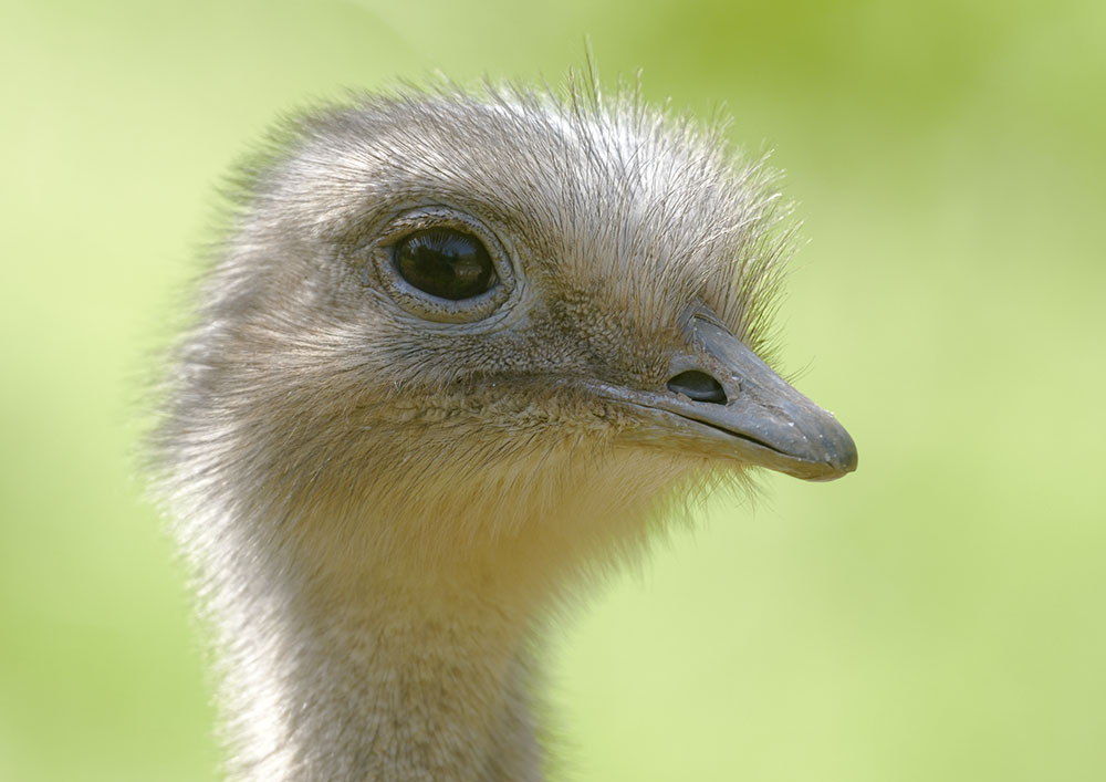 Darwin's rhea