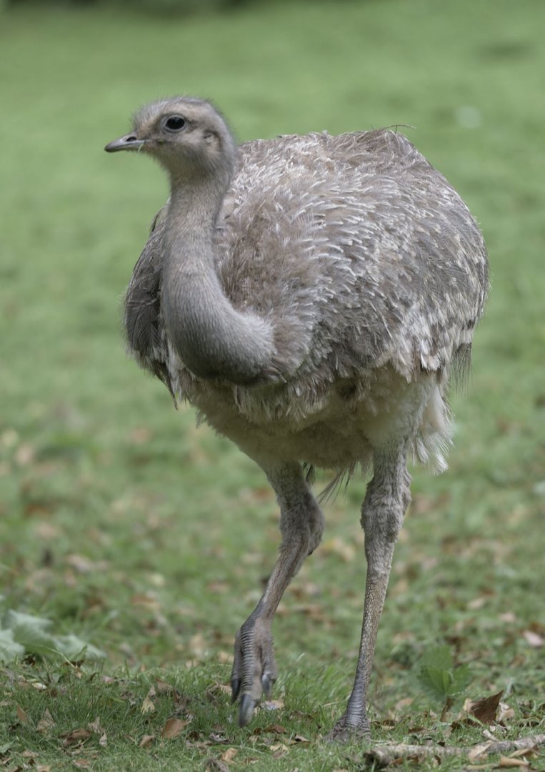 Darwin's rhea