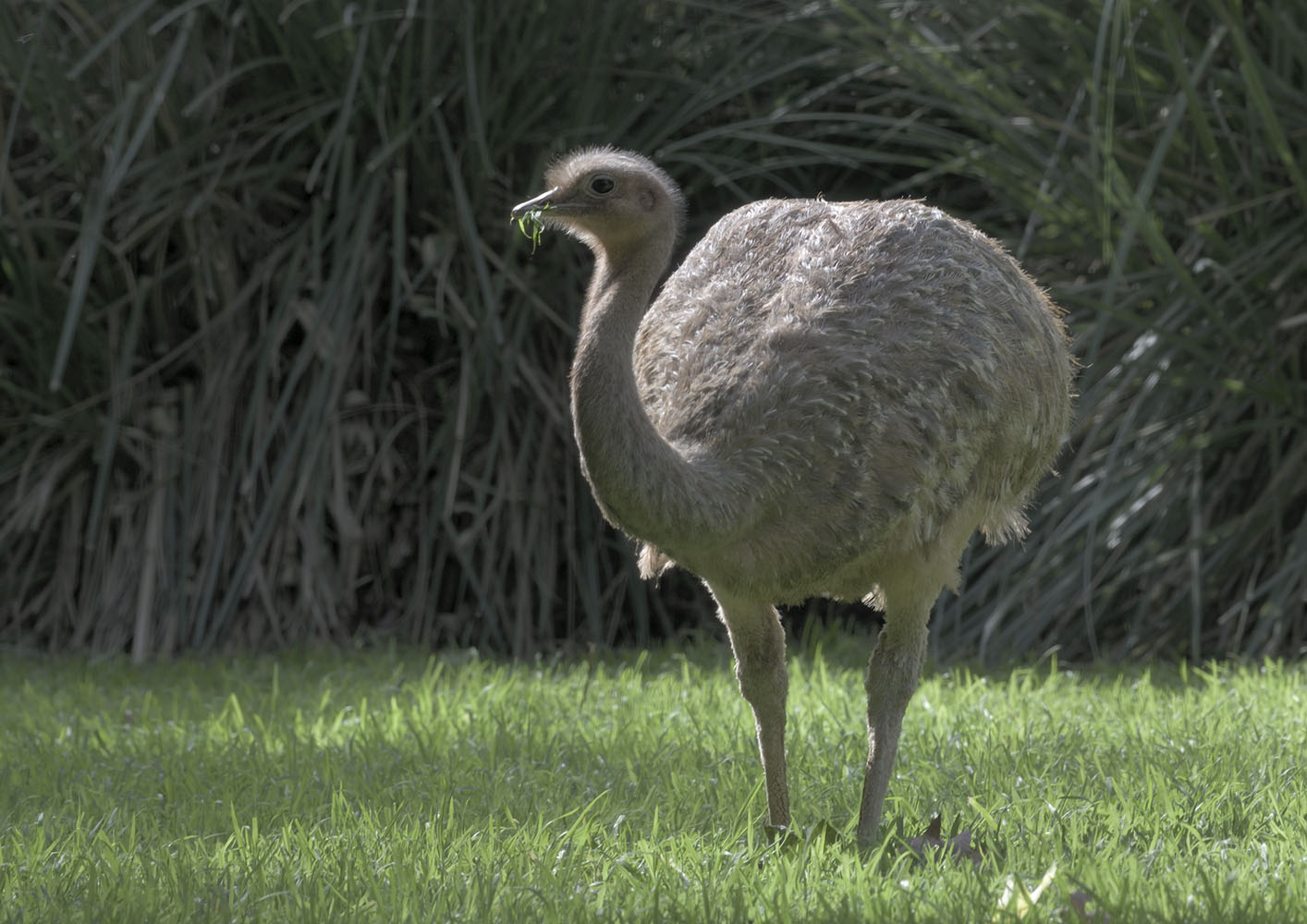 Darwin's rhea