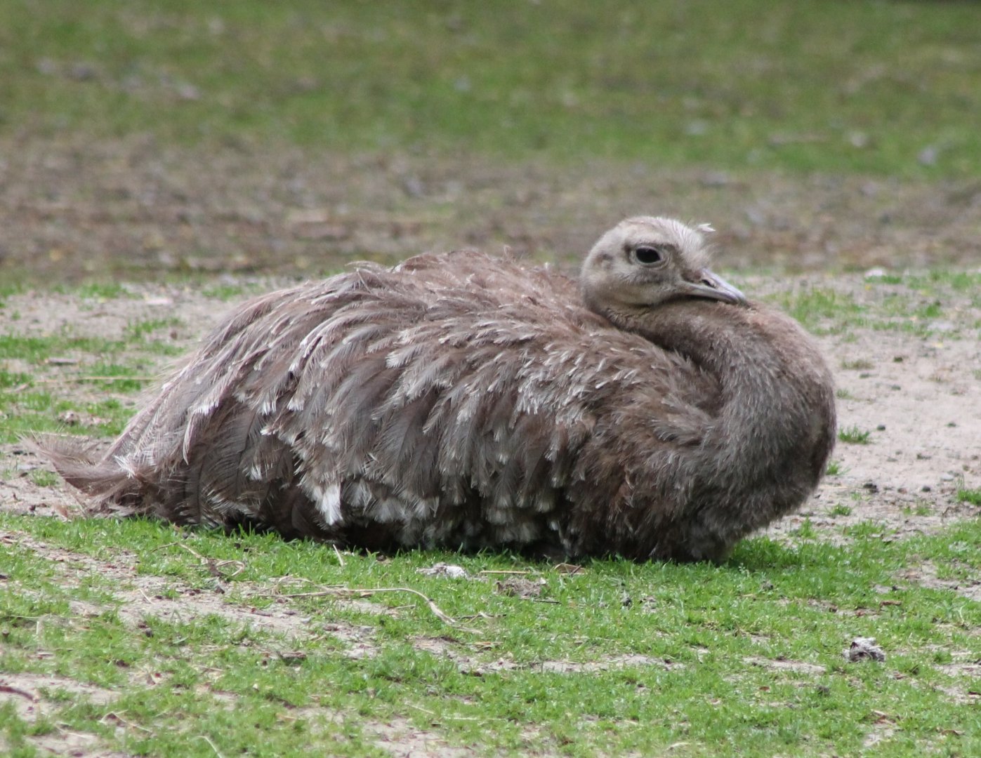 Darwin's rhea
