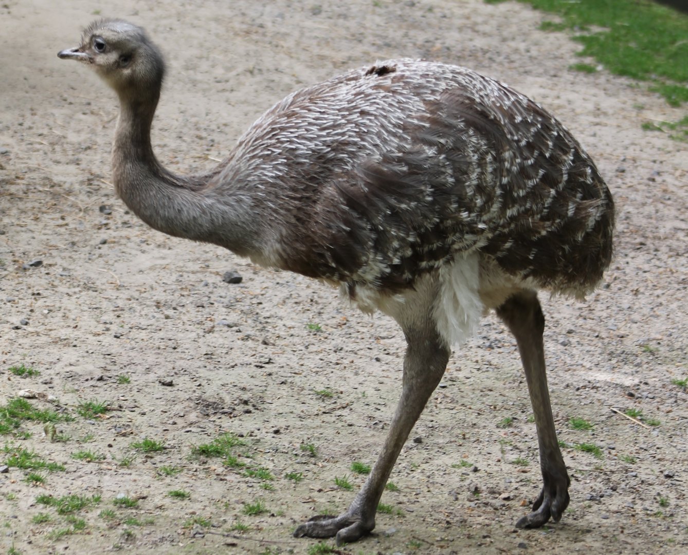 Darwin's rhea