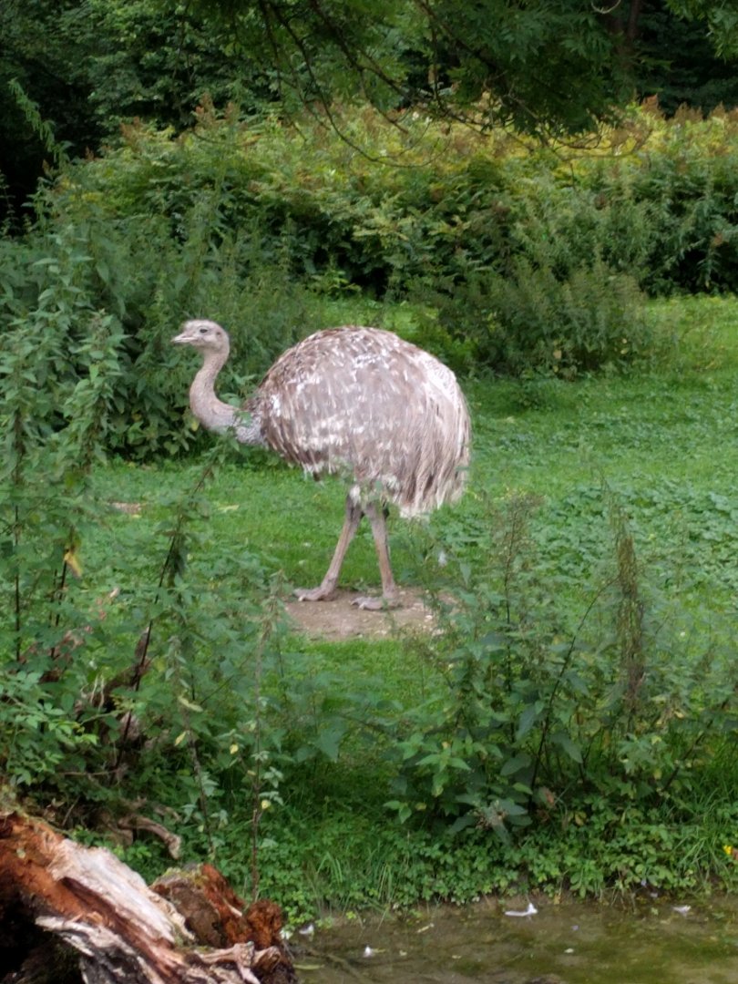 Darwins rhea