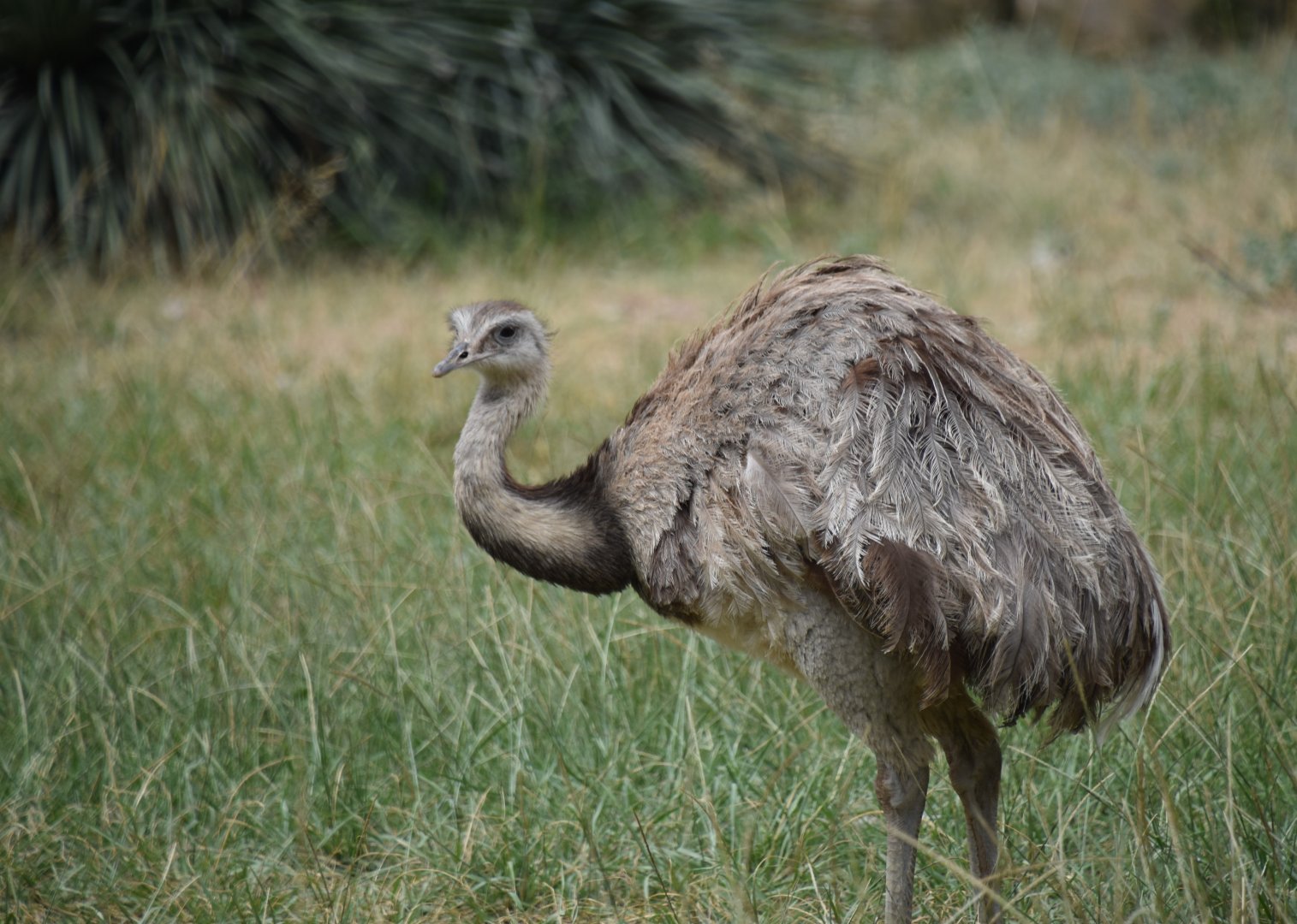 Darwin's Rhea