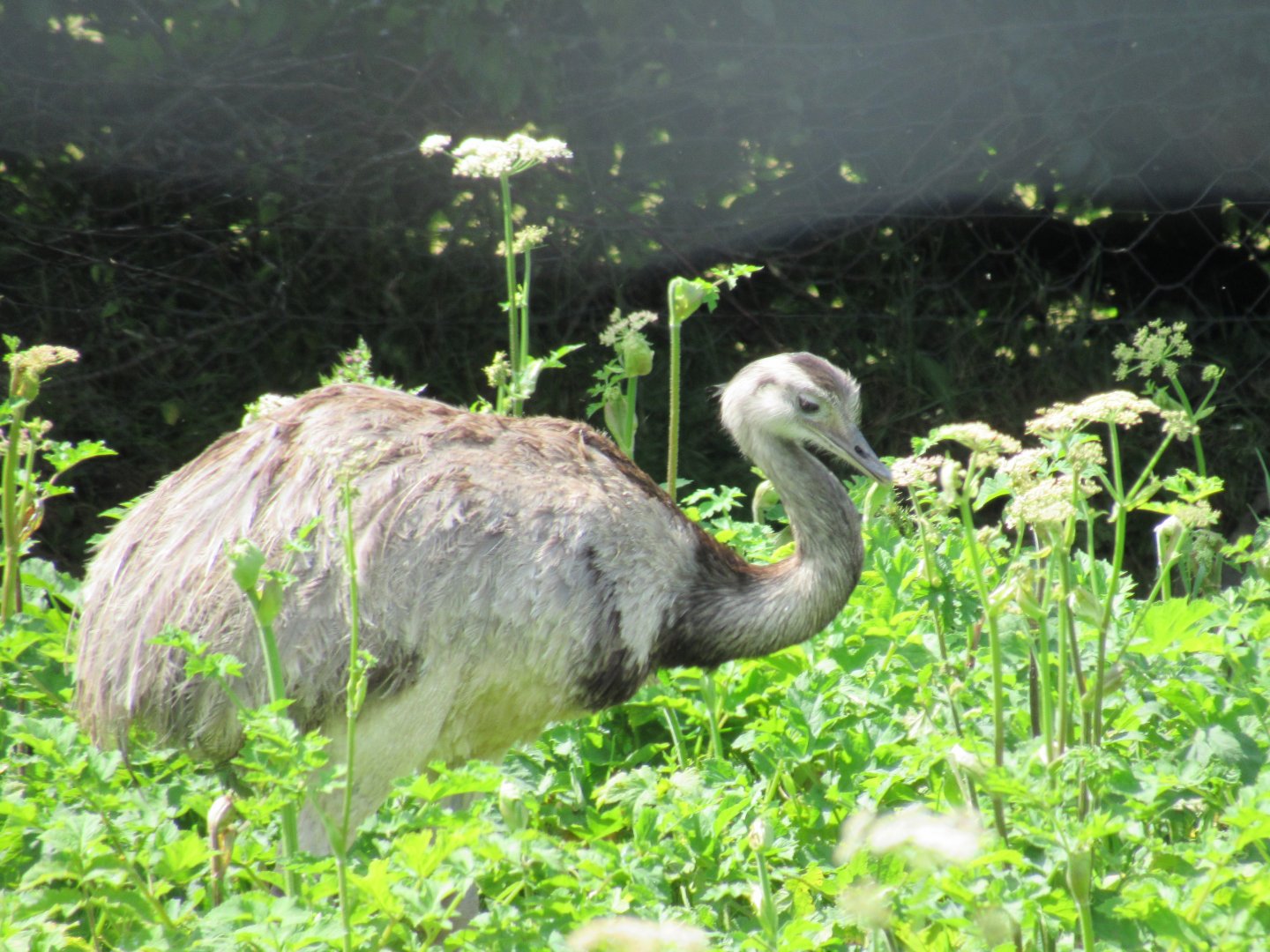 Darwin’s Rhea