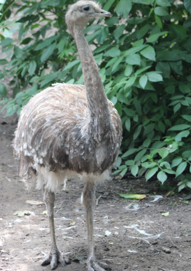 Darwin's rhea