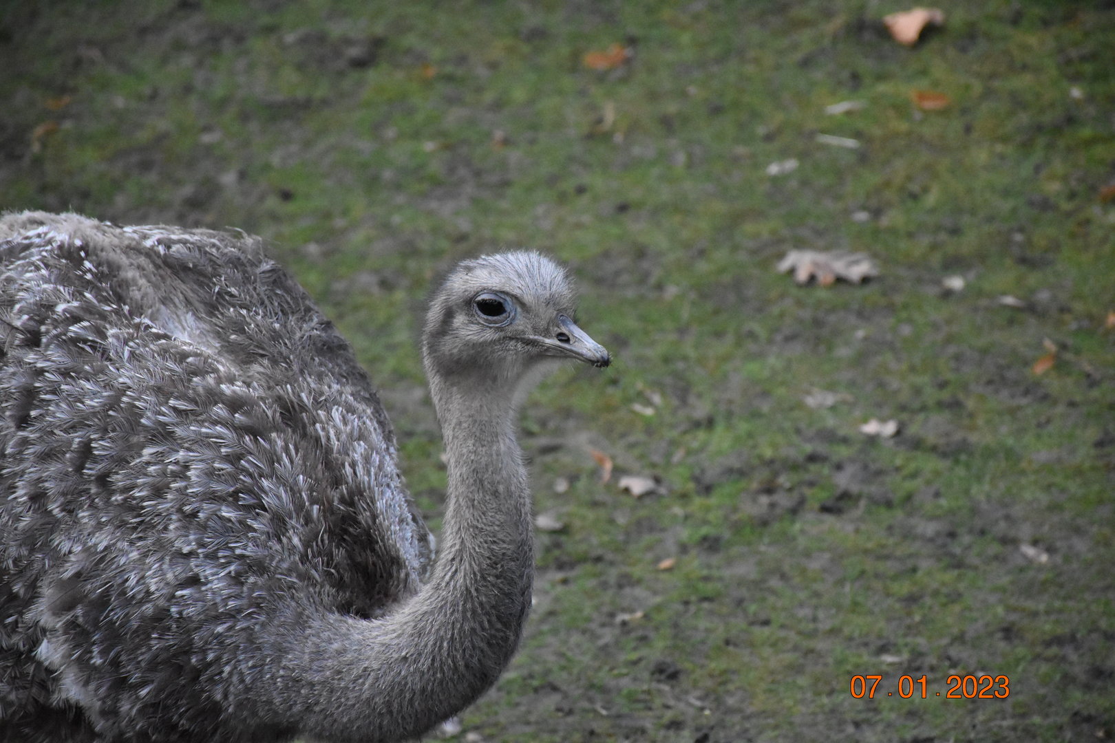 Darwin’s rhea