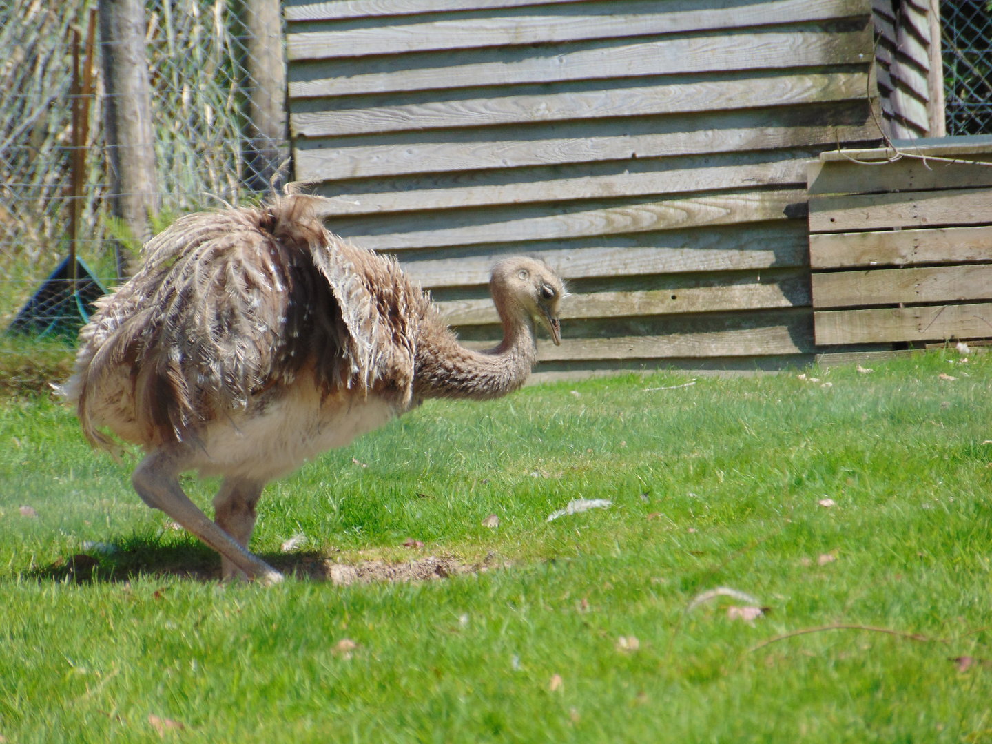 Darwin's Rhea