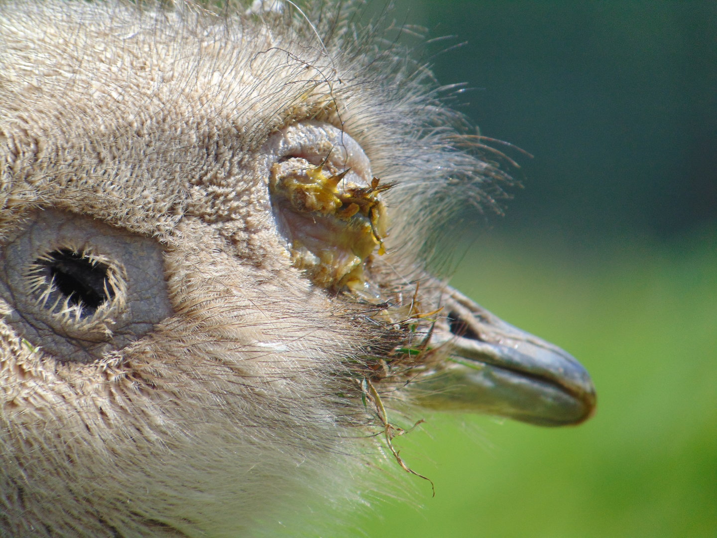 Darwin's Rhea