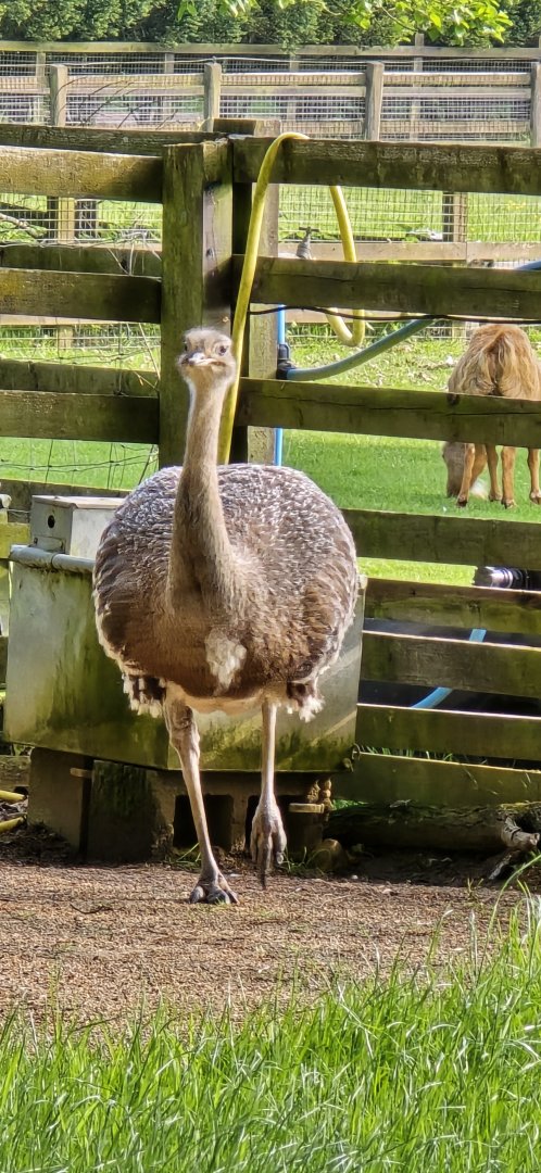 Darwin's rhea