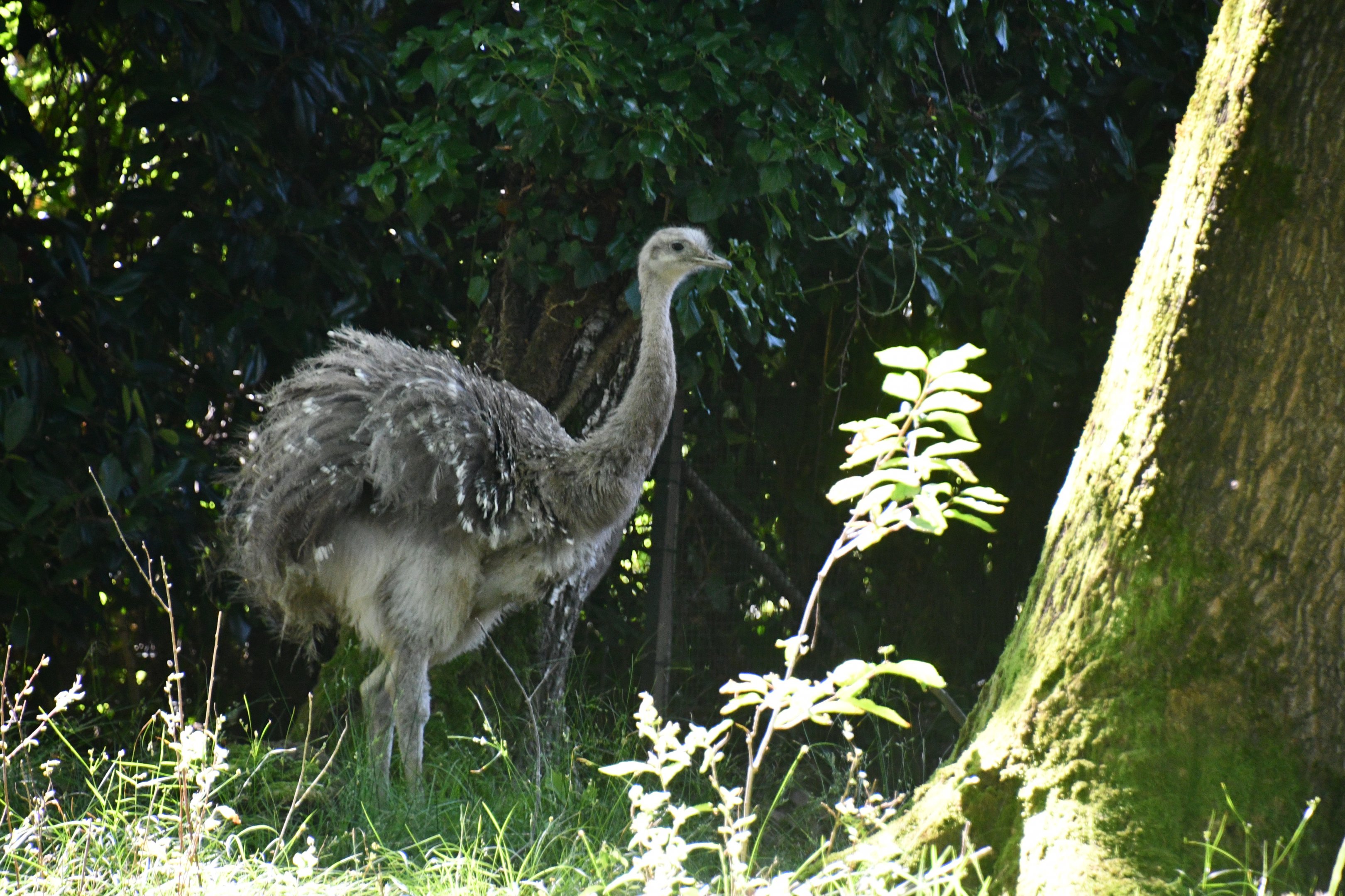 Darwin's Rhea