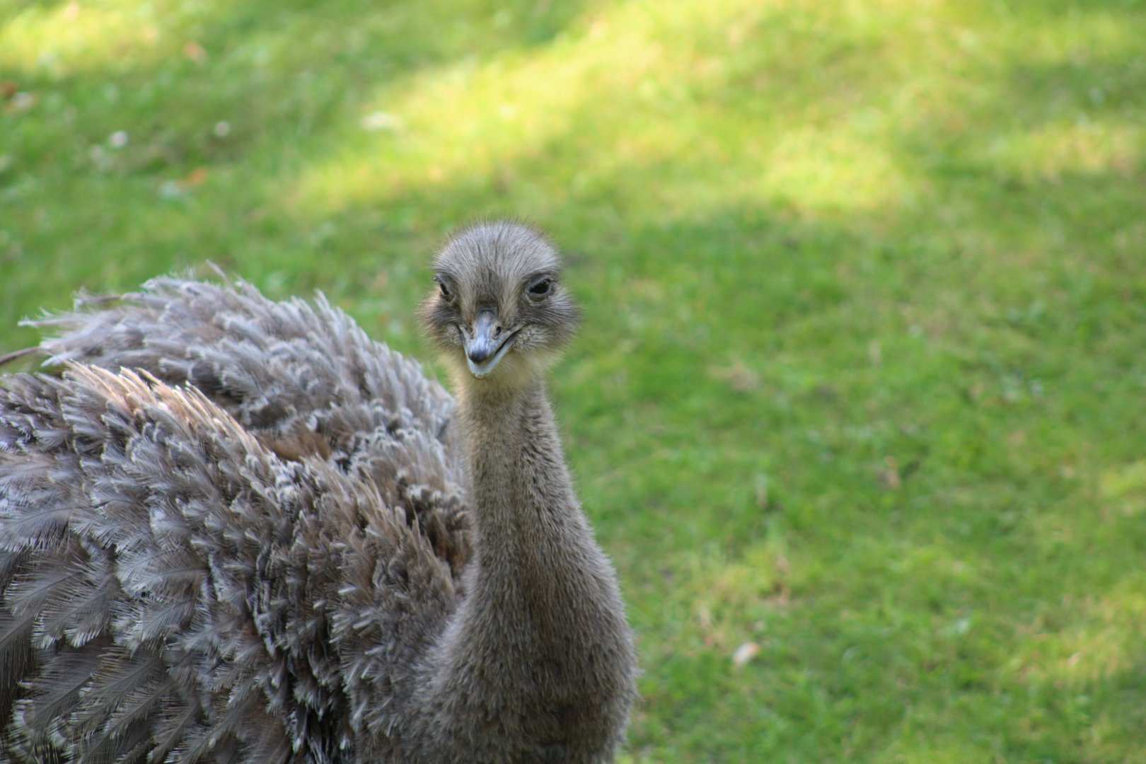 Darwin's Rhea