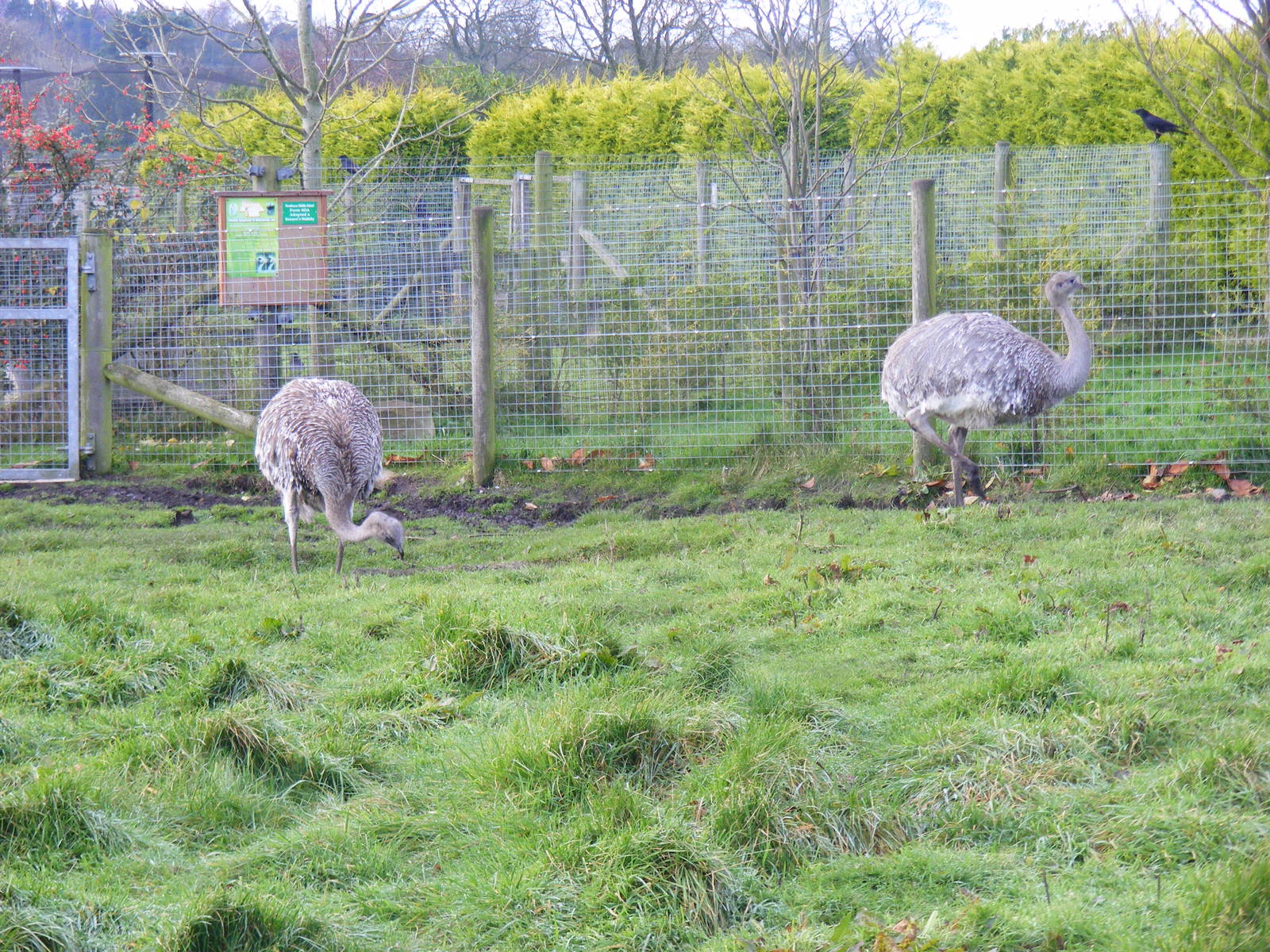 Darwin's rheas at Blackbrook Zoo, 13 November 2010
