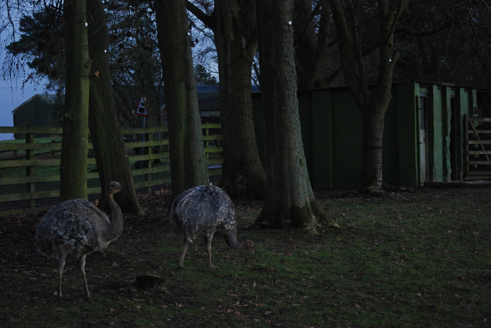 Darwin's Rheas at Dusk at Whipsnade, 07/12/12